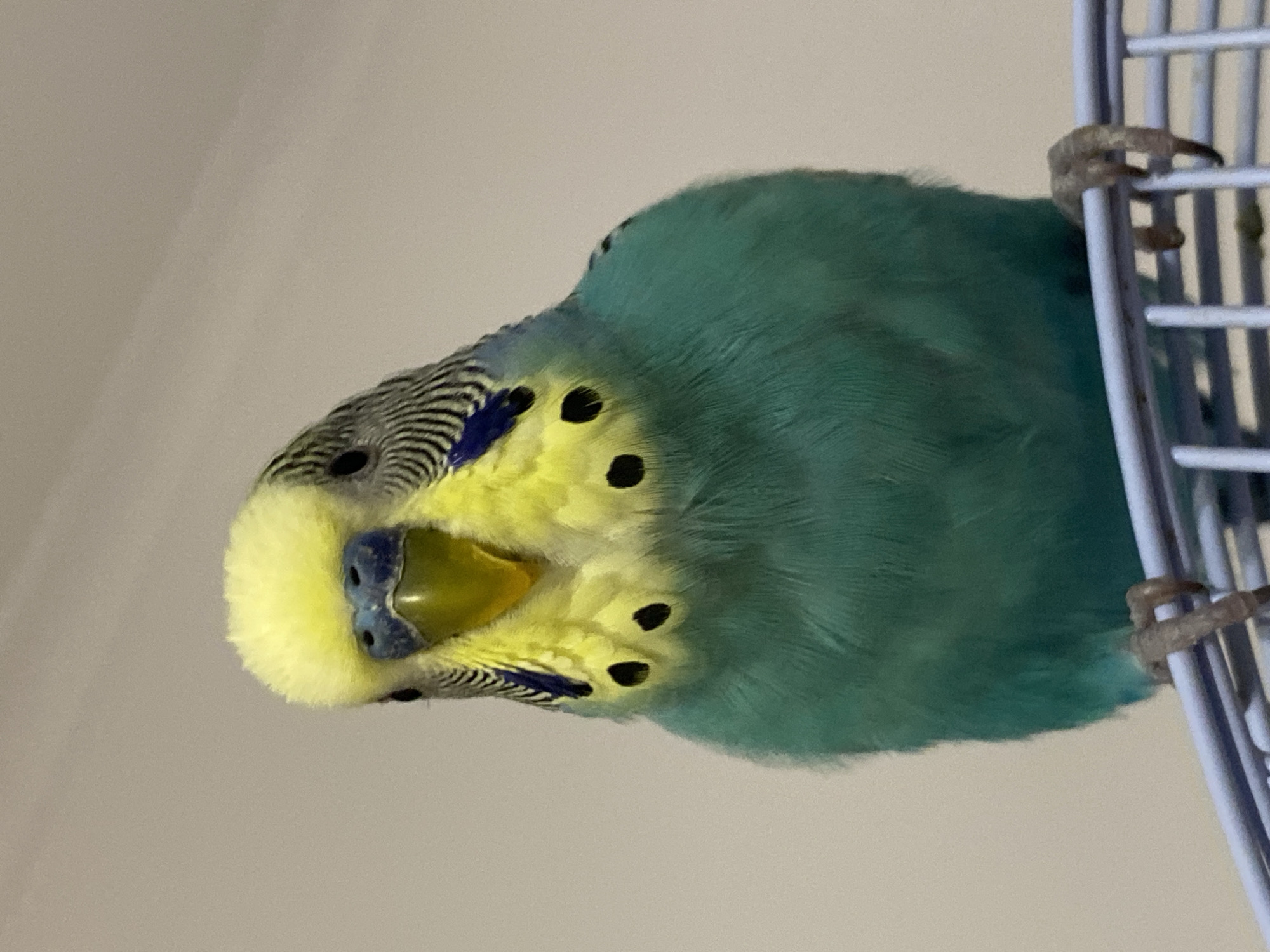A close-up shot captures a budgerigar, also known as a parakeet, clinging to the bars of a blue cage. The bird has a predominantly teal-colored body, with a yellow face marked by black spots. Its beak is visible, and its head is covered in black and blue zebra-like stripes. The bird appears to be hanging upside down, gripping the cage with its feet. The background is a plain white wall. The location is Unknown, Unknown.