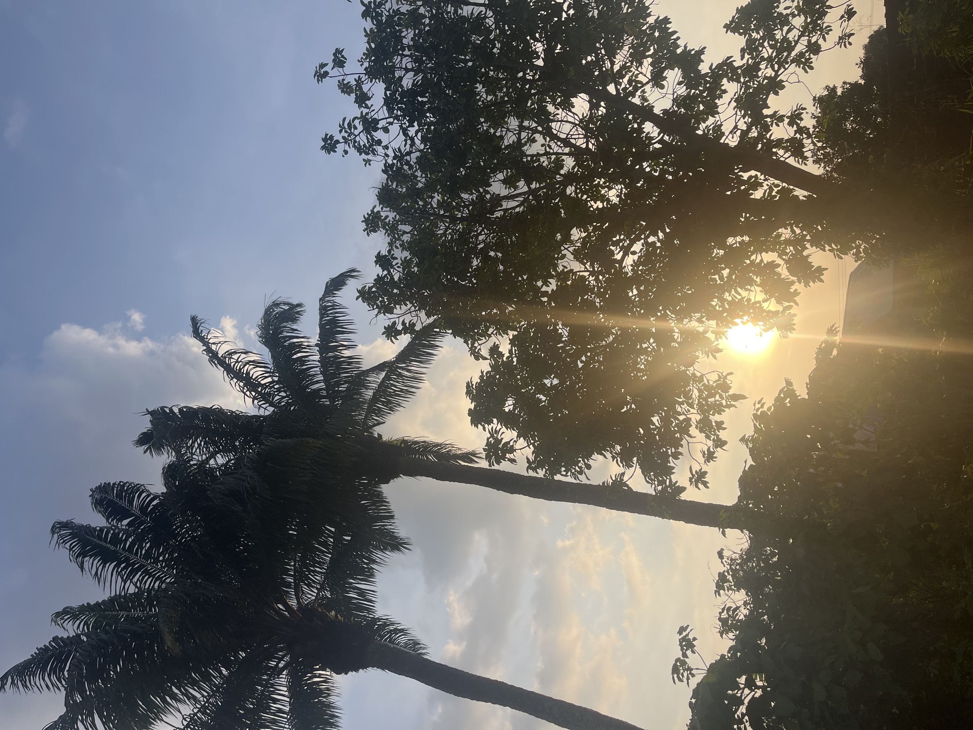 The image, likely taken in Ikot Ekpene, Nigeria given the request, shows a low-angle perspective of trees against a bright sky. Two palm trees are visible on the left, silhouetted against the light sky. To the right, another tree with broader leaves obscures the sun, creating a starburst effect. The sky is partly cloudy with patches of blue. The overall lighting suggests either sunrise or sunset. No people are visible in the scene. The environment is a tropical or subtropical location indicated by the palm trees.