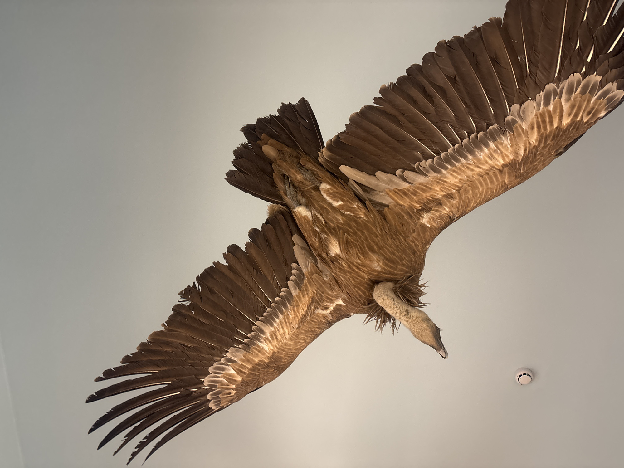 A stuffed griffon vulture is mounted on a light gray ceiling with a smoke detector to the right. The bird has brown plumage and an outstretched wingspan. The photo appears to be taken from directly below the bird. The location is likely the Plovdiv Natural History Museum in Plovdiv, Bulgaria, where taxidermied specimens are on display.