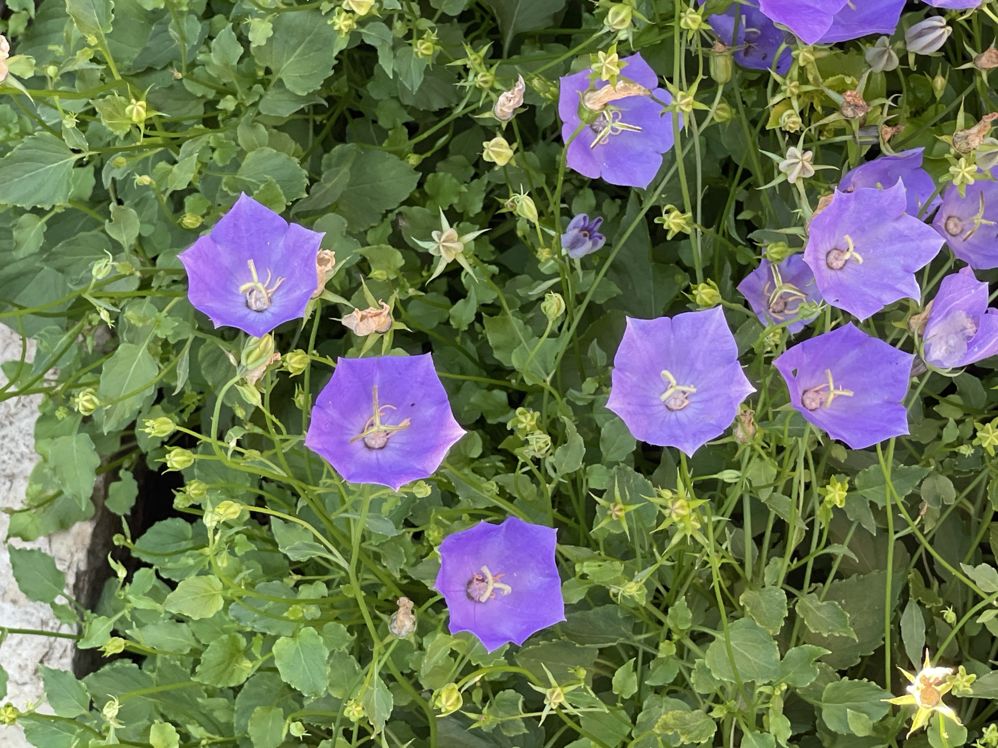 A top-down, eye-level shot captures a dense patch of campanula flowers, commonly known as bellflowers, in Татарская Каргала, Russia. The flowers, primarily in various shades of purple and violet, are bell-shaped and have prominent stamens in their centers. Several buds, some with green sepals and others appearing spent and dried, are interspersed among the blooms. The foliage is a lush, vibrant green, with numerous small, ovate leaves. The background is partially obscured by the plants but appears to be a rough, textured surface, possibly stone or concrete. The lighting suggests it is daytime, casting soft shadows. There are no people or animals present in the image.