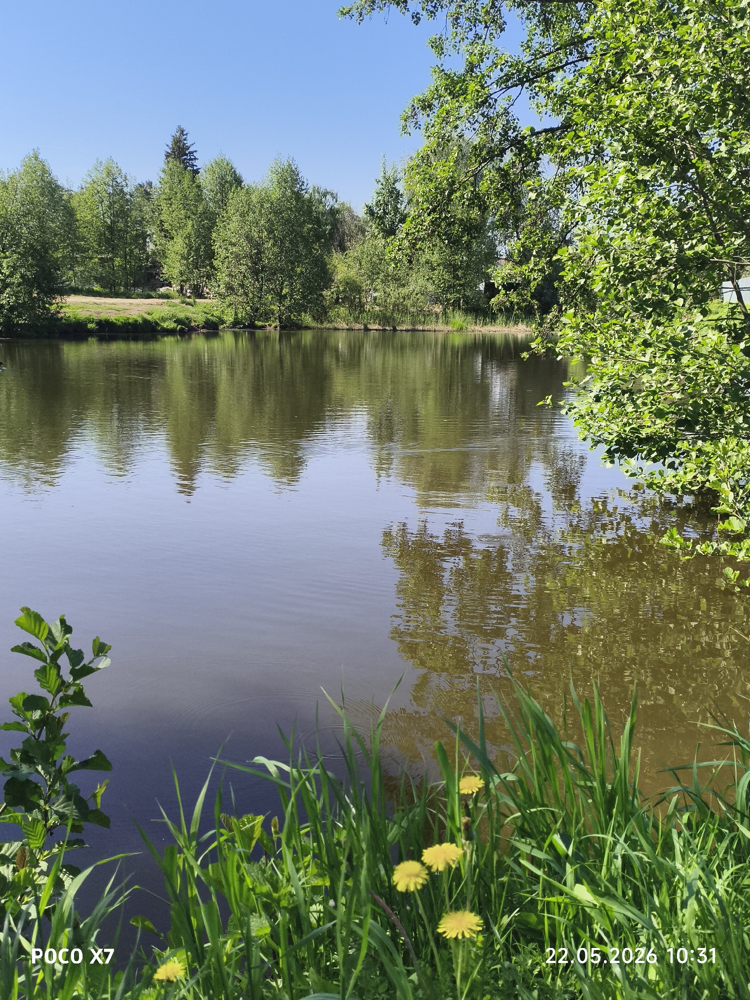 A daytime shot in Chaikovsky, Russia depicts a still body of water, likely a pond or a lake. The water's surface reflects the surrounding trees and clear blue sky. Lush greenery, including grass and dandelions, lines the foreground. Trees are visible on the opposite bank. The photograph's lower left corner shows partial foliage. The camera's metadata, "POCO X7" and the timestamp "22.05.2026 10:31," are visible in the lower corners.