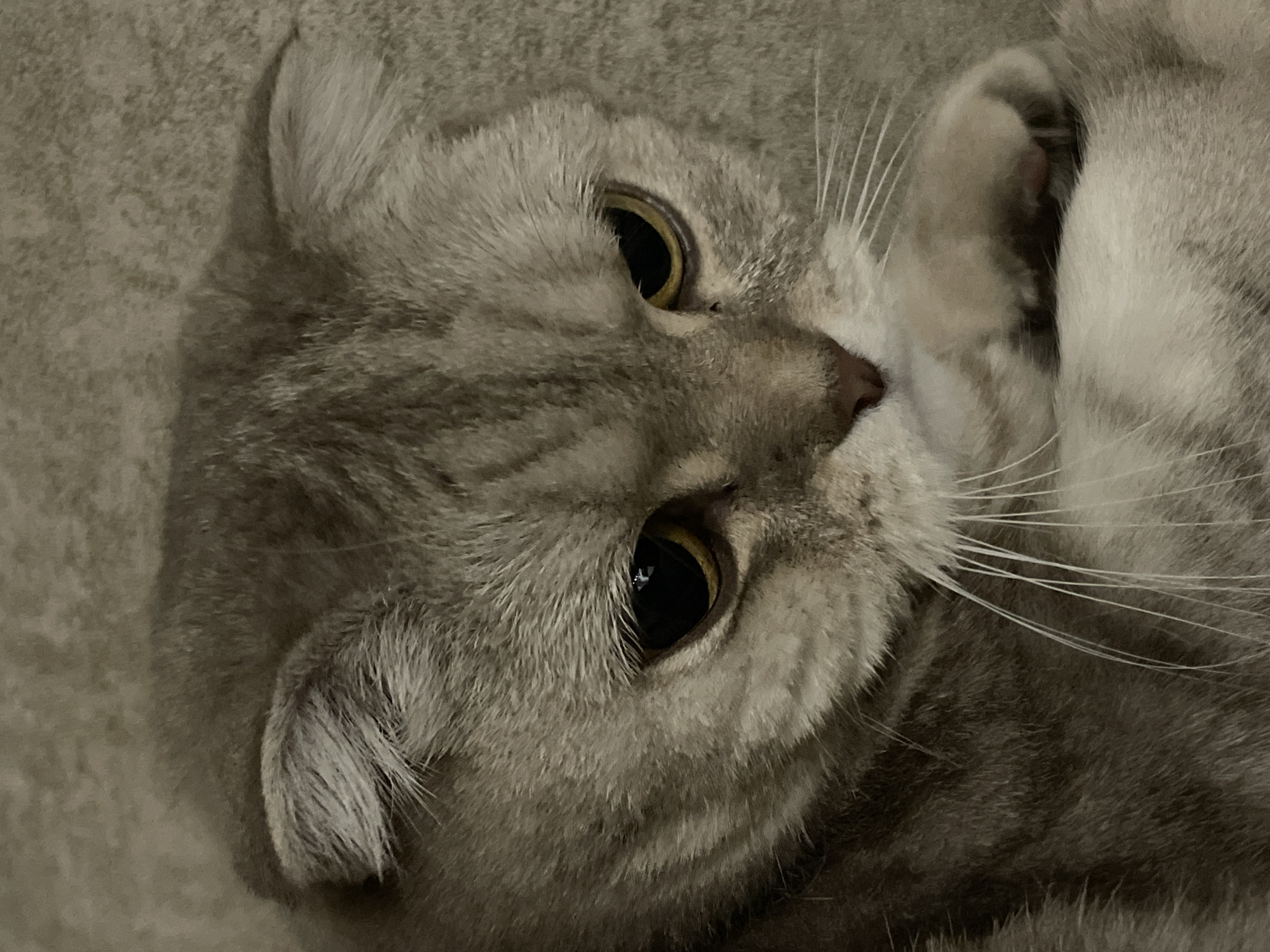 The image is a close-up, low-angle shot of a light brown tabby Scottish Fold cat. The cat's ears are folded forward, and its eyes are wide and dark with yellow irises. The cat's face is soft and slightly round, with prominent white whiskers. Its nose is a dark pink color. The cat is resting on a textured, neutral-colored surface, possibly a blanket or sofa. The lighting is dim, creating a soft, diffused glow on the cat's fur. No specific location in the city of Unknown, Russia, is visible in the image.