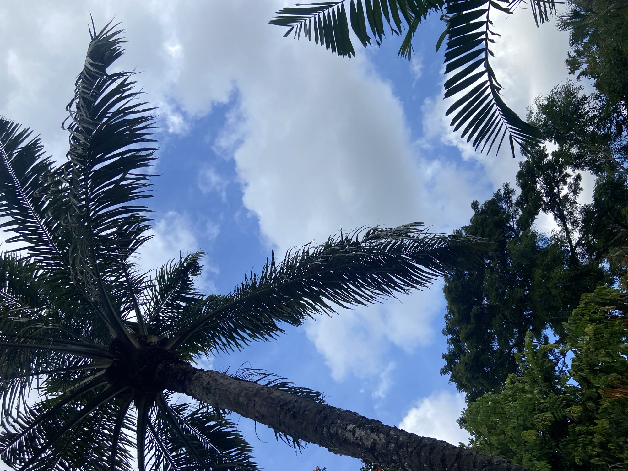 The image is a low-angle shot looking up through the fronds of palm trees and other foliage toward a partly cloudy sky. The location, based on the prompt, is Sukawati, Indonesia. The sky is a mix of blue and white cumulus clouds. The palm trees are the dominant feature, with their fronds extending into the frame from multiple directions. Other trees with denser, leafy foliage are visible on the right side of the frame. The palm tree trunk is visible in the lower portion of the image.