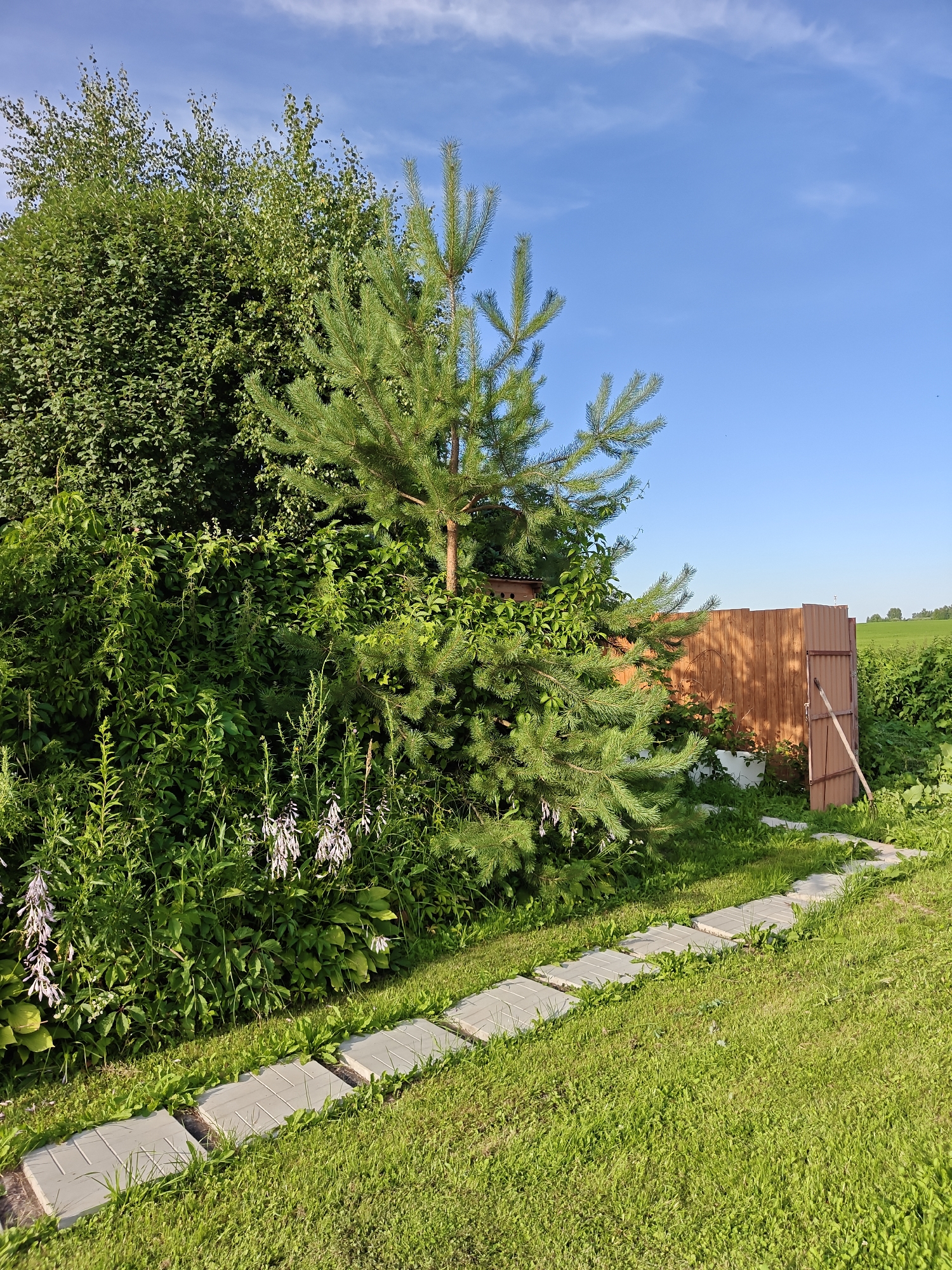 The image depicts a bright, sunny day in Gorki, Russia, with a clear blue sky and scattered white clouds. In the foreground, a path of square concrete pavers runs diagonally across a well-maintained green lawn. Tall green grass surrounds the pavers. To the left, a dense thicket of green foliage, including trees and bushes, dominates the scene. A young pine tree with vibrant green needles stands prominently in front of the dense greenery. Several stalks of tall plants with hanging clusters of pale purple flowers are visible amongst the foliage. Further back and to the right, a rustic wooden fence encloses an area. The fence is made of vertical wooden planks and has a small, open gate with a wooden prop. Beyond the fence, a field of green crops stretches towards the horizon, suggesting an agricultural or rural setting. There are no people or animals visible in the image. The overall impression is one of a peaceful, natural landscape.