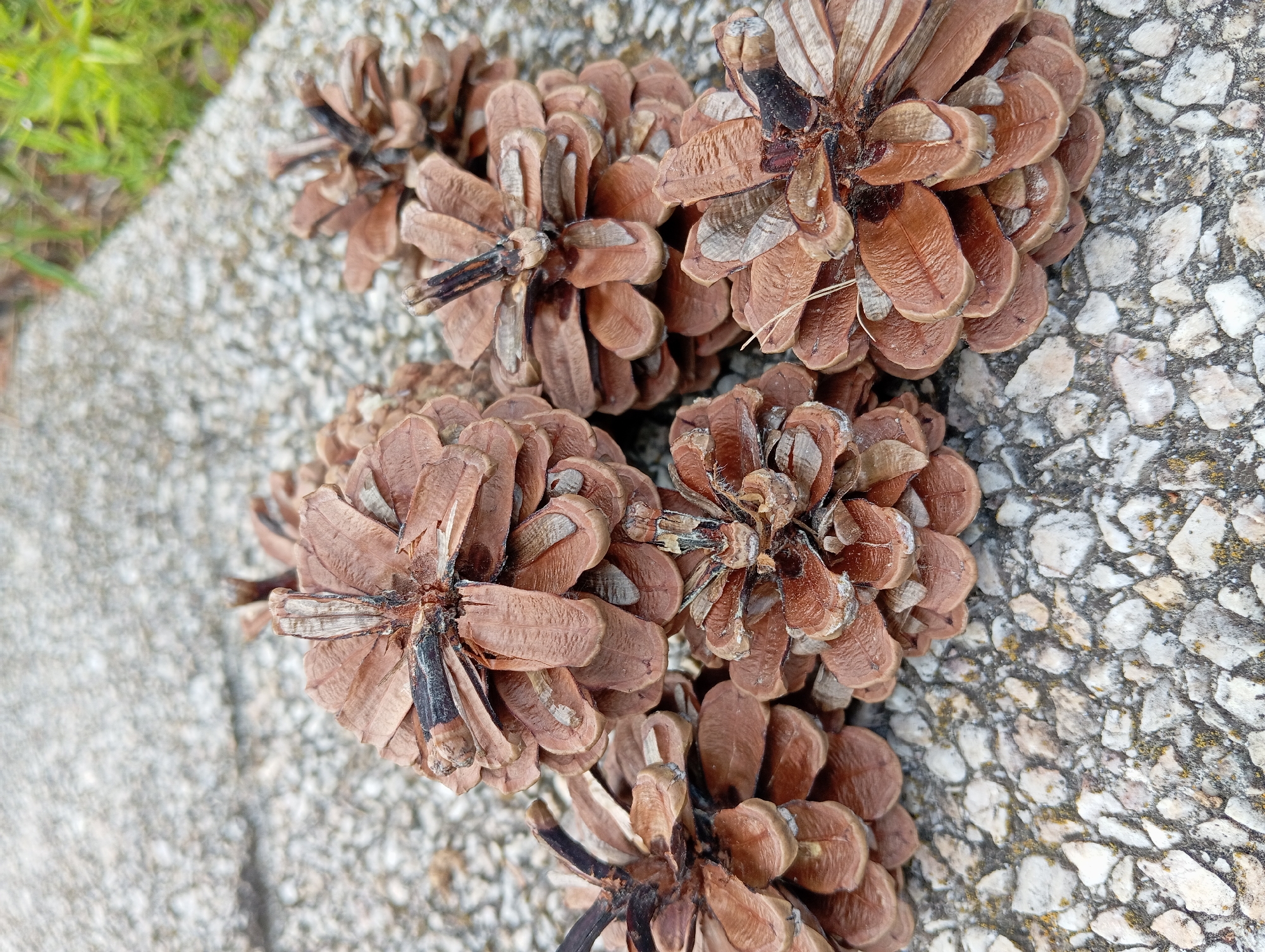 This image presents a close-up, high-angle view of approximately nine dried pine cones grouped on a textured paved surface in Nitra, Slovakia. The pine cones are predominantly brown, ranging from reddish-brown to darker shades, with visible open scales. Some cones exhibit dark discoloration or remnant stems at their bases. They appear dry and are irregularly stacked. The surface beneath the cones is composed of small, irregular light-colored stones (white, grey, and beige) embedded in a darker, granular matrix, characteristic of an exposed aggregate concrete or similar paving. The background is an out-of-focus continuation of this stony surface, with a blurred section of green foliage visible in the upper right, indicating an outdoor environment. No individuals or animals are present; the scene depicts a still life of natural objects.