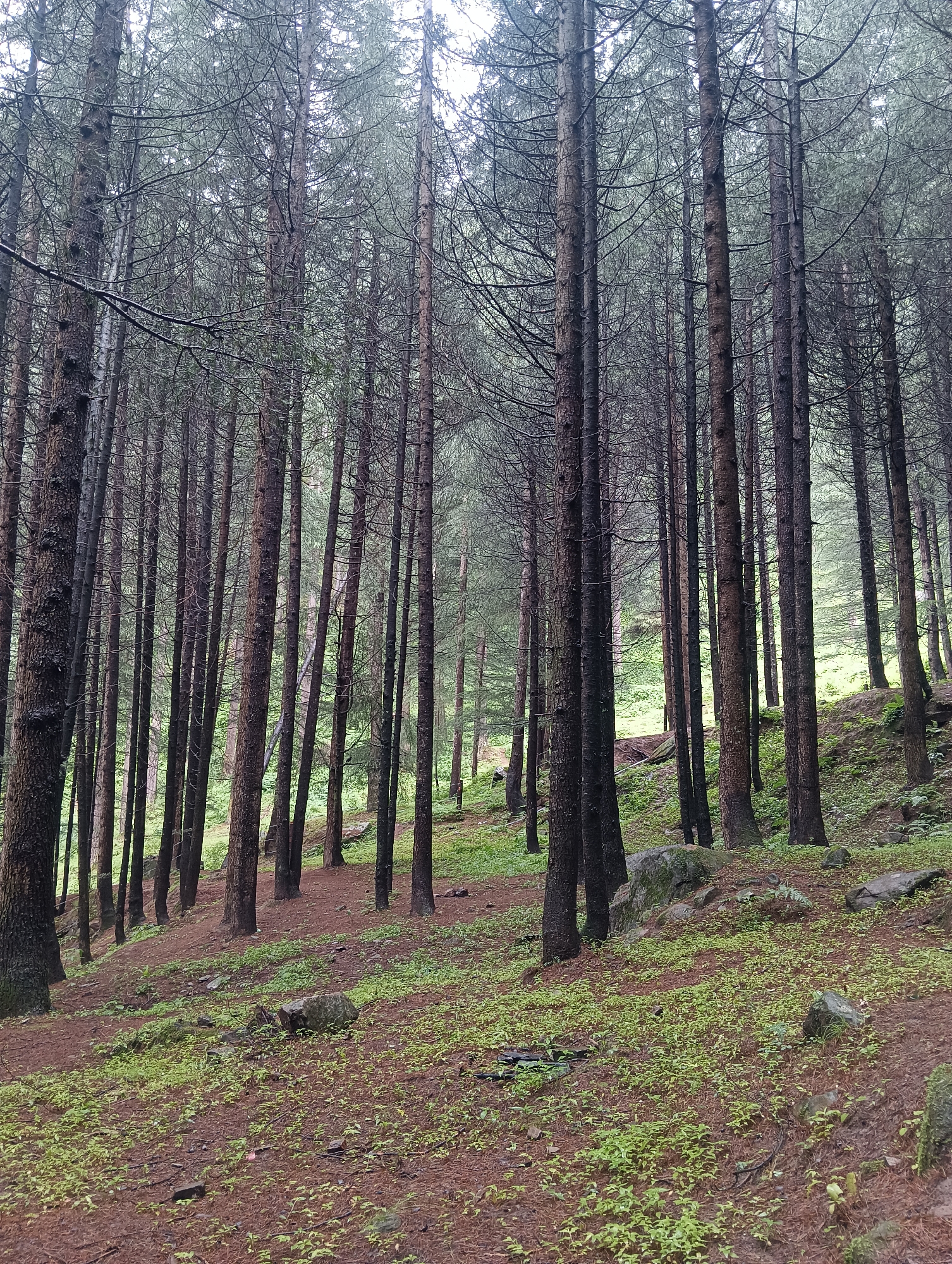 This image depicts a dense coniferous forest with tall, slender trees. The ground is covered in a carpet of pine needles and small, light green plants. The overall atmosphere is subdued, with a muted color palette dominated by browns and greens. The sky is overcast, casting a soft, diffused light. There is a slight incline to the terrain, suggesting a hillside. No people are visible in the image, and there are no specific man-made objects that would indicate a location within a city. The scene appears to be a natural forest setting, likely in a rural or mountainous area. Without further context, it is not possible to determine if this location is specifically in Chhyal, India.