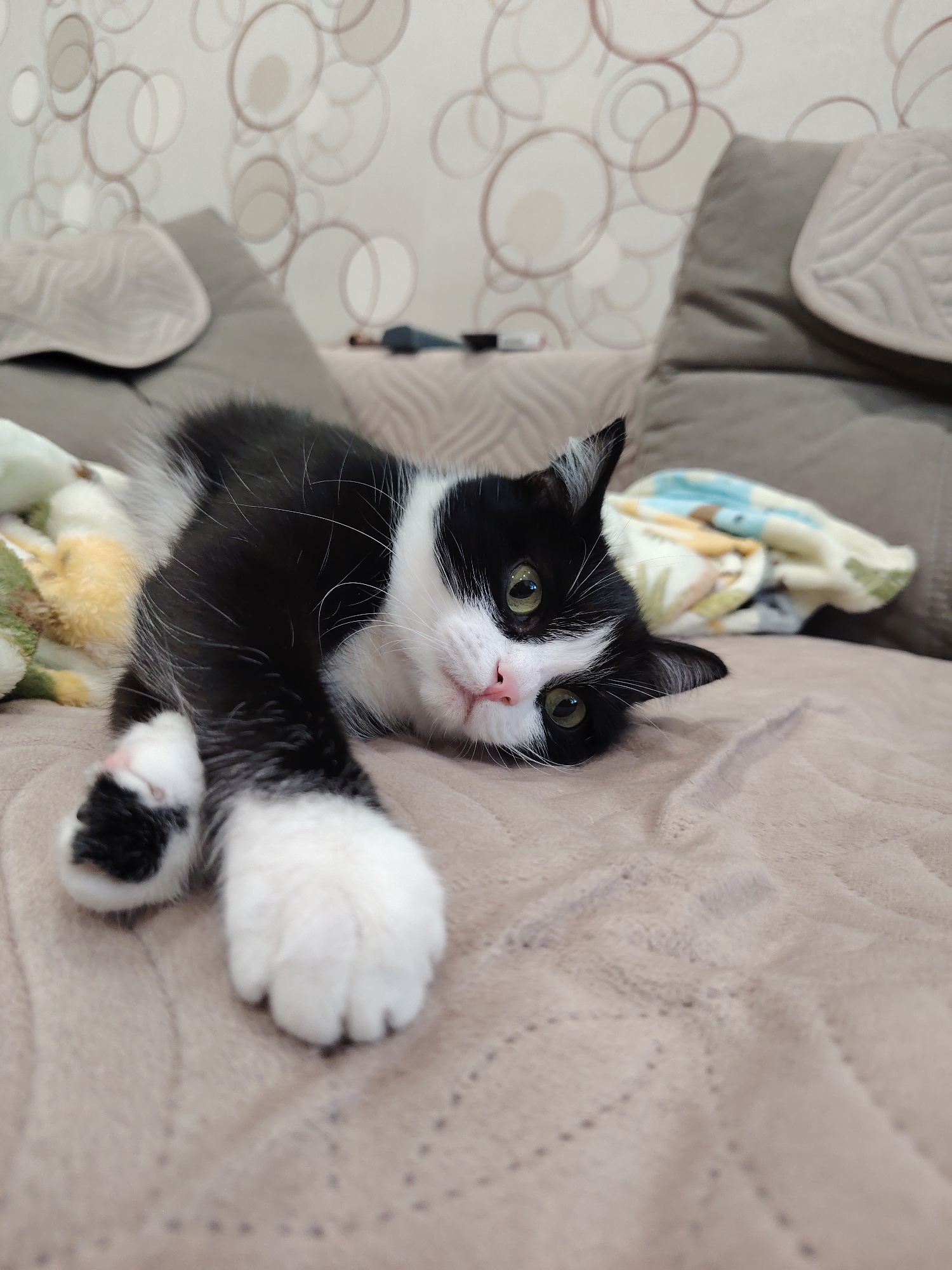 A black and white cat is lying on a beige blanket on a couch, with its front paws outstretched. The cat has green eyes and a pink nose. Behind the cat, there are pillows and a patterned wallpaper. The scene appears to be in a domestic setting, likely a living room, in Novosibirsk, Russia.