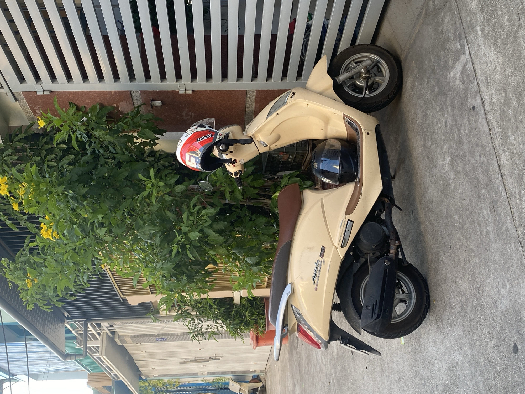 An unoccupied beige scooter with brown accents is parked on a concrete sidewalk in front of a building. A red, white, and black helmet is placed on the handlebars, and a black helmet rests on the floorboard. A green bush with yellow flowers grows behind the scooter. The building has a white fence and a metal gate with horizontal slats. The scene is outdoors.