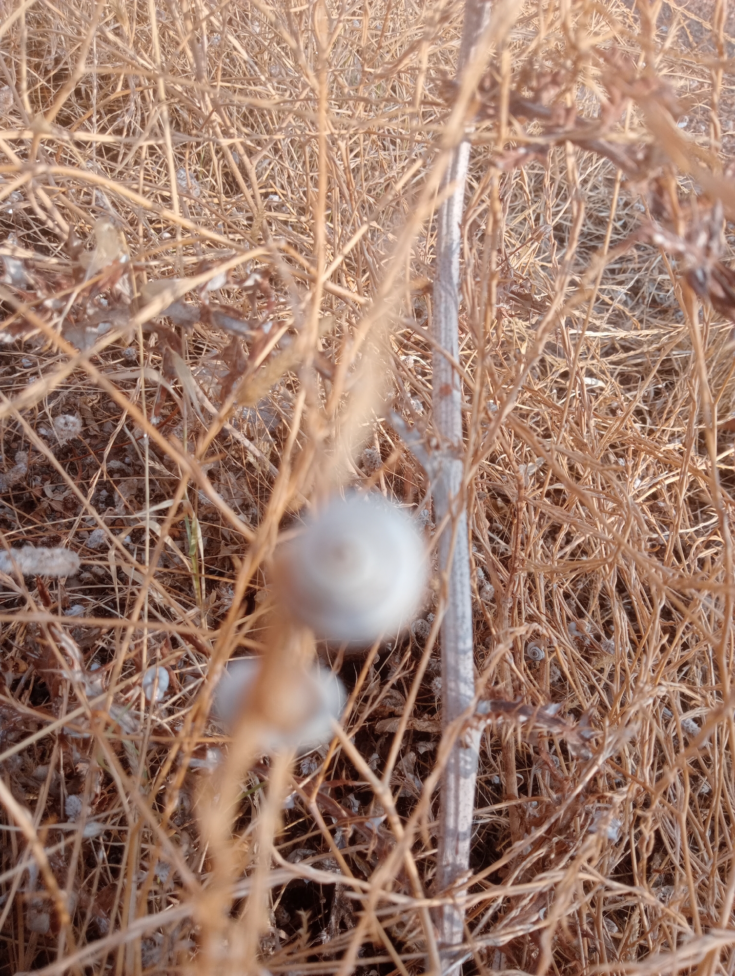 In a close-up, shallow depth-of-field shot of dry, brown vegetation, two light-colored, spherical objects are visible, likely snail shells. The larger of the two is in the upper left quadrant of the image and is partially obscured. The second, smaller object is below and to the left of the first. Interspersed among the dried stalks, numerous small, coiled snail shells, appearing dark grey and white, are scattered throughout the background. A light-colored, vertical stem runs through the center of the image, providing a point of focus. The overall impression is of a natural, outdoor environment, likely a dry, overgrown area.