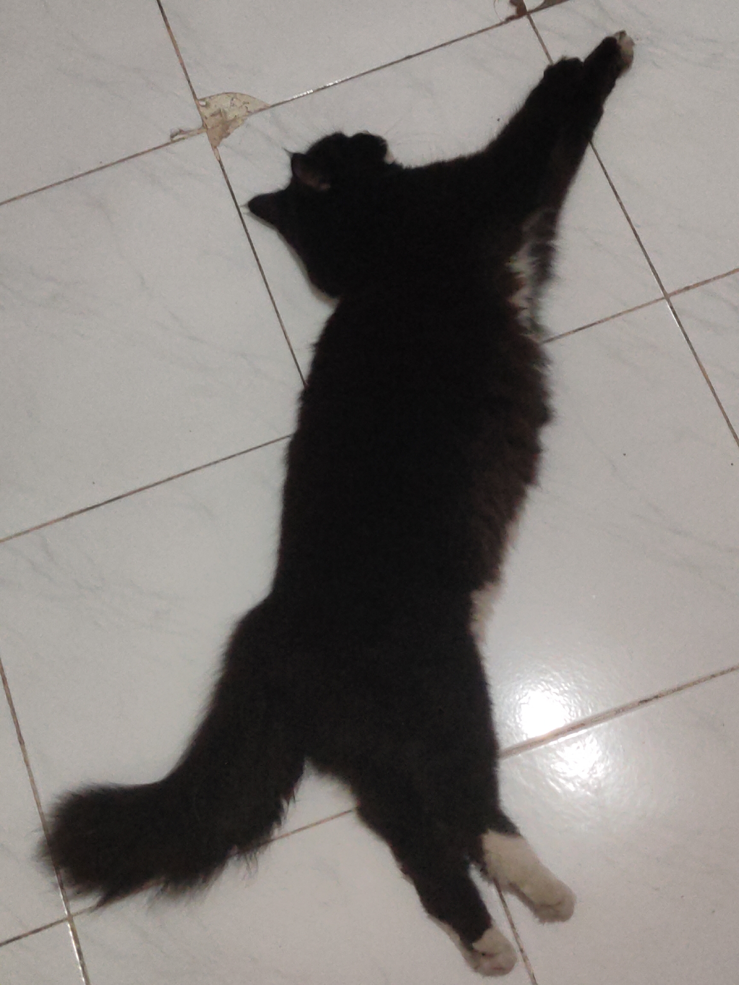 A long-haired black cat is lying stretched out on a white tiled floor. The cat's body is mostly black with some white fur visible on its chest and paws. Its tail is bushy and appears to be resting behind it. The cat's head is facing towards the top left of the image, and its front left paw is extended upwards. The tiled floor has thin, dark grout lines. There is a small patch of discolored tile near the top center of the image. The scene is indoors, likely in a residential setting in Ngasem, Indonesia. The lighting appears to be from an overhead source, creating a bright reflection on the floor.