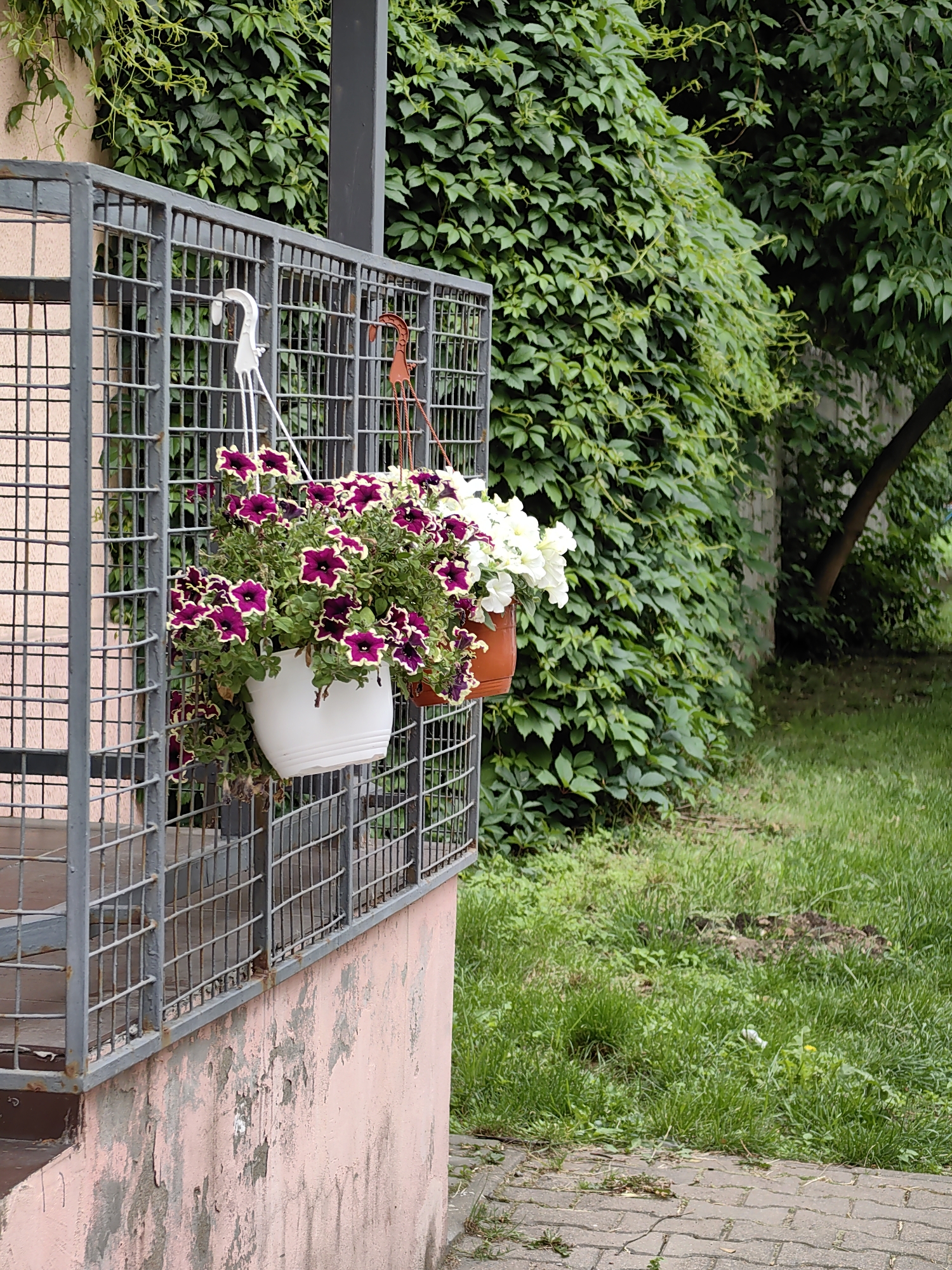 In the city of Minsk, Belarus, a weathered pink stucco building wall supports a grey metal railing. Attached to the railing are two hanging flower baskets. The basket on the left contains a dense cluster of dark purple petunias with white ruffled edges, cascading from a white plastic pot. To its right, a second hanging basket holds white petunias in a terracotta pot. Behind the railing, a thick wall of green ivy covers the building's exterior, with a tree trunk visible further in the background. The foreground features a patch of green grass and a paved walkway made of interlocking grey bricks. The overall scene depicts a tranquil, urban outdoor setting.