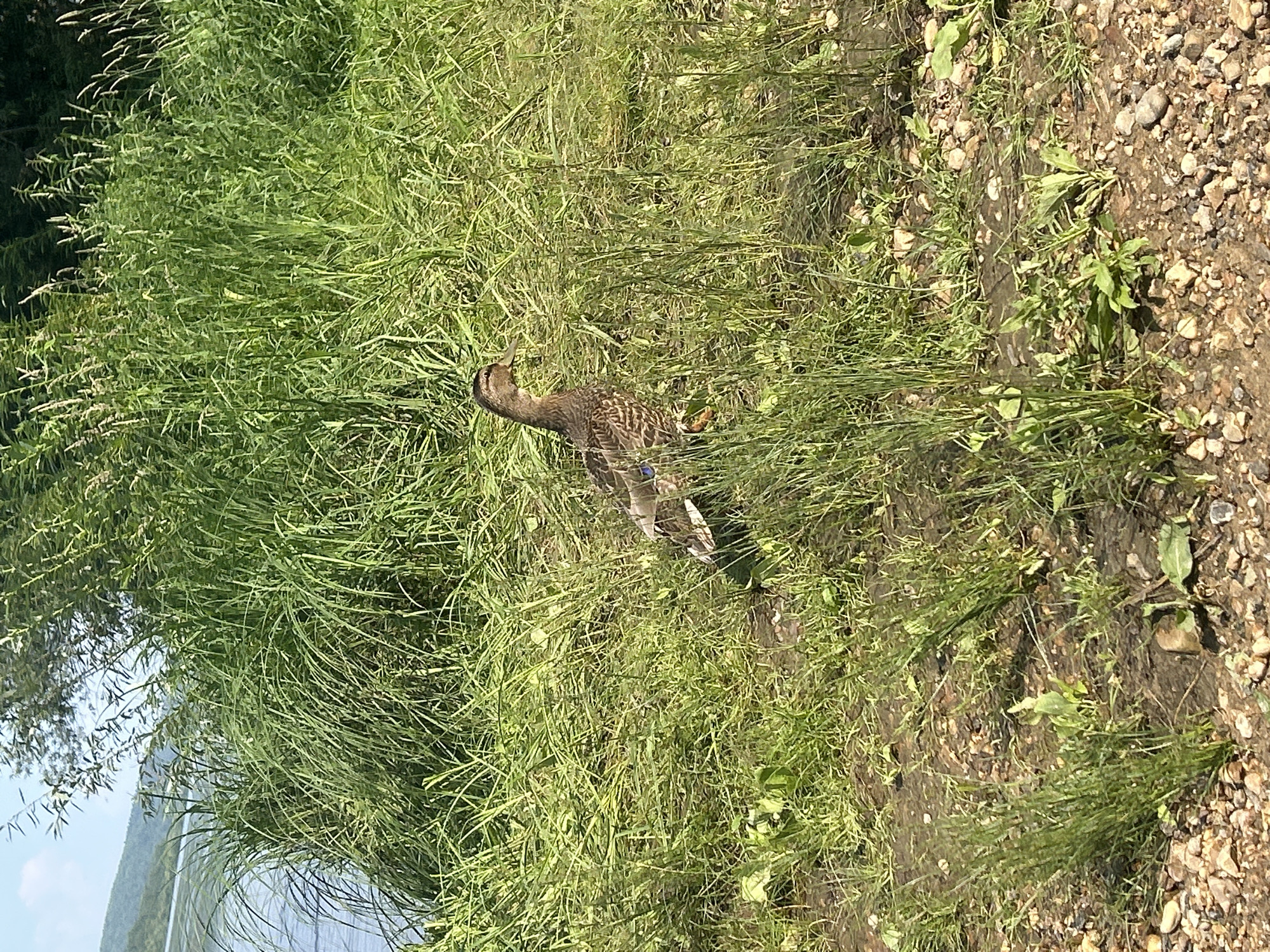 A female mallard duck stands in tall green grass and muddy ground near a body of water, likely a river or lake, with a tree line and hills in the background. The duck is facing to the left, with its beak slightly open. Its plumage is a mottled brown with some white and blue iridescent feathers visible on its wings. The foreground consists of pebbles and sparse vegetation. The scene appears to be a natural outdoor environment, possibly a riverbank. The location is not specified as Krasnovishersk, Russia.