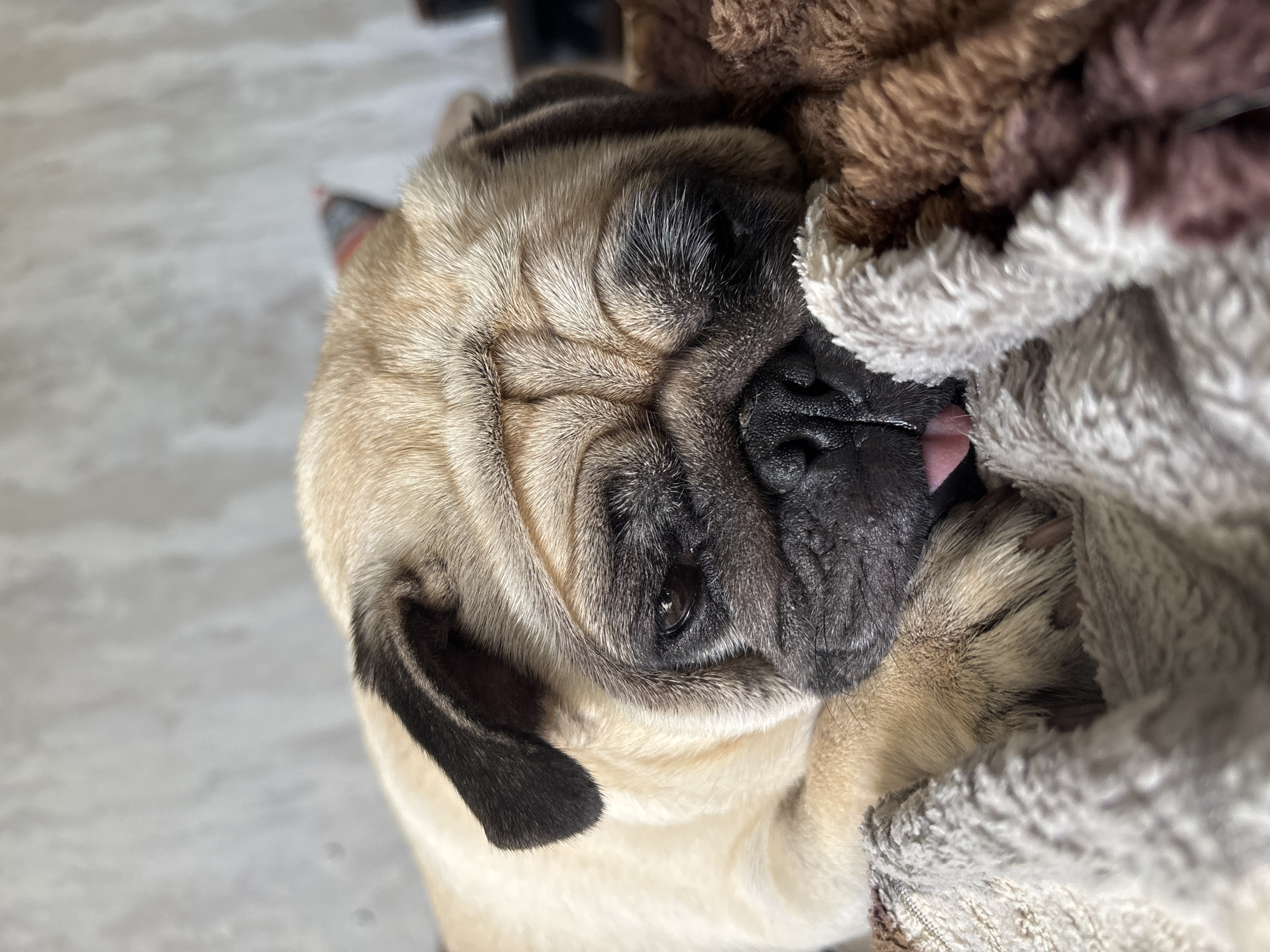 A pug dog is resting on a textured blanket, partially obscured by its own paw. The dog's face is turned slightly away from the camera, with its tongue peeking out. The background appears to be a wall with a textured surface. There is no indication of the city of Sochi, Russia.