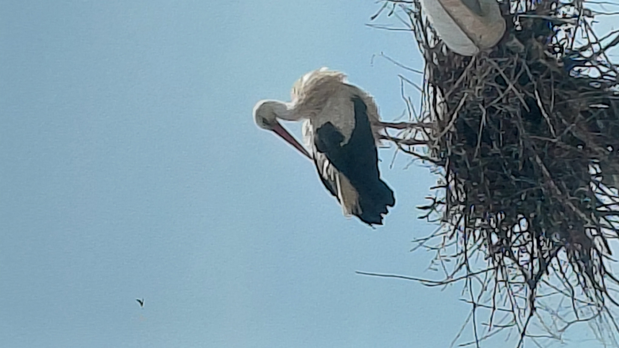 An outdoor, eye-level shot captures a large white bird, likely a stork, actively preening its feathers against a clear, bright blue sky. The bird, positioned slightly left of center, is predominantly white with distinct black flight feathers on its wings and tail. Its long beak is visible, curved back towards its body as it attends to its plumage. Its head feathers appear somewhat ruffled, perhaps from the preening activity.
To the right, a large, intricate nest constructed from numerous sticks and branches is partially visible. Another bird, identifiable by its lighter plumage, is partially visible within or on the edge of the nest at the top right, suggesting the presence of a second stork or young in the nest.
In the far lower-left quadrant of the blue sky, a tiny, dark, V-shaped speck is visible, possibly a distant bird or insect in flight. The sky is uniformly light blue, indicating clear weather and daytime conditions. There are no discernible human subjects, man-made objects beyond the nest itself, or any visible text. The image evokes a tranquil, natural scene.