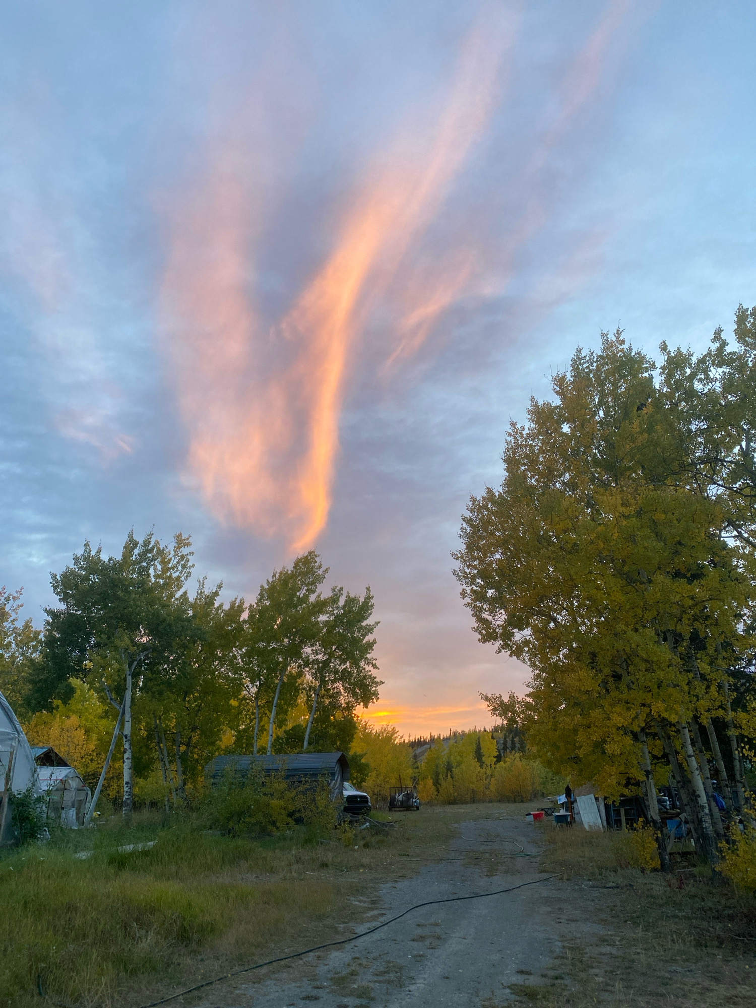 This is a vertical, eye-level, outdoor photograph of a rural property on the outskirts of Haines Junction, Canada, during a sunset. The sky is a gradient of blue, with a prominent streak of orange and pink clouds stretching upwards from the horizon. Several deciduous trees with yellowing leaves are scattered throughout the scene, some appearing to be aspen.
In the foreground, a dirt path leads into the property, with overgrown grass and weeds lining its edges. To the left of the path, a white greenhouse structure is visible, partially obscured by vegetation and a smaller shed. Further back and to the right of the path, a dark-colored shed or small building stands, with a white truck parked behind it. Various objects, including what appear to be building materials, containers, and equipment, are scattered around the property, suggesting a lived-in or working space. In the distance, a line of trees forms a backdrop against the colorful sunset. No people are visible in the photograph.
