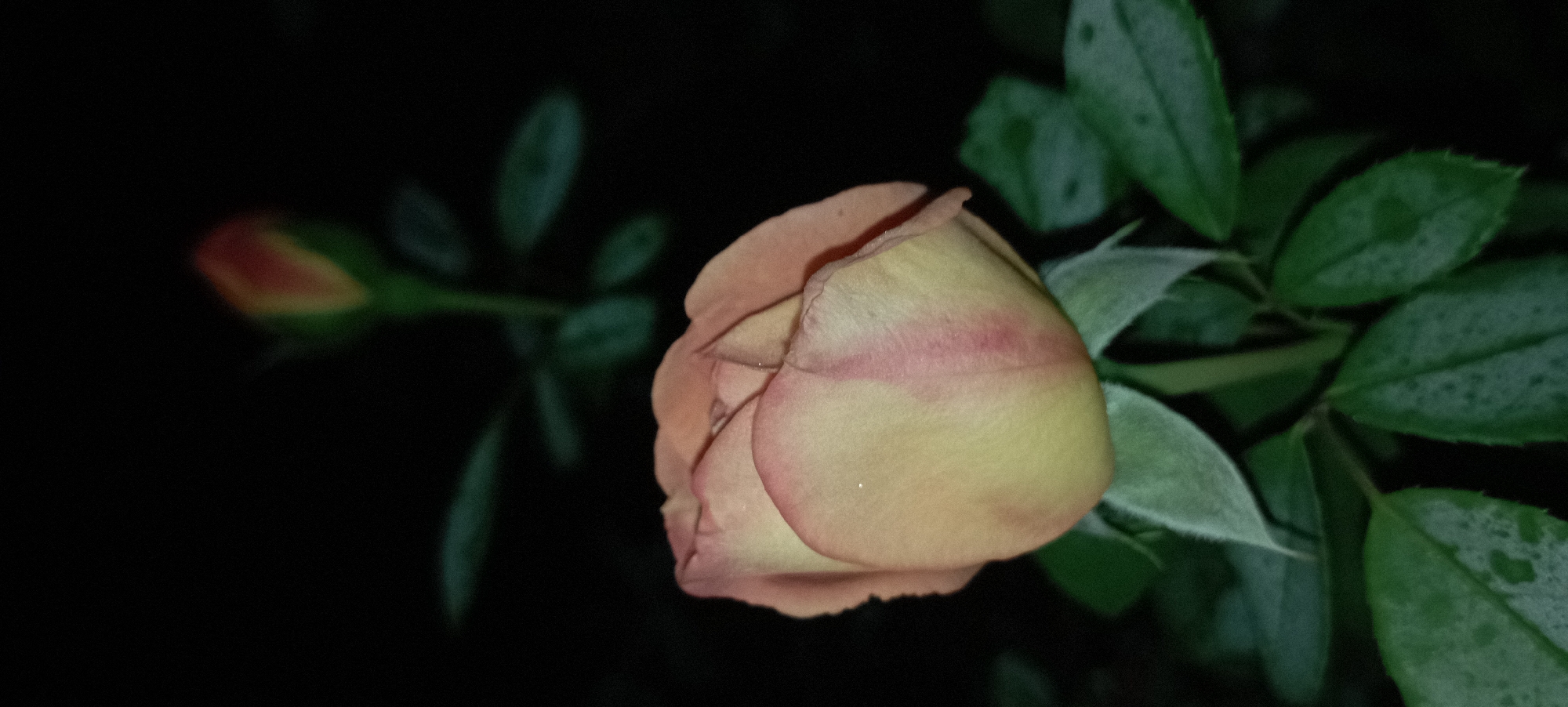 The image is a close-up, vertical shot of a peach-colored rose bud with hints of pink on its petals. The rose is in the foreground and is in focus, with its velvety petals appearing soft and slightly wet. There are water droplets visible on the leaves of the rose plant, which are dark green and partially visible in the lower half of the image. In the background, a blurred, out-of-focus rose bud with orange and green tones is visible, along with more out-of-focus dark green leaves. The overall background is black, suggesting the photograph was taken at night or in a very dimly lit environment. There are no people or other objects of note in the scene. The image does not contain any elements that would indicate its specific location in Radisne, Ukraine.