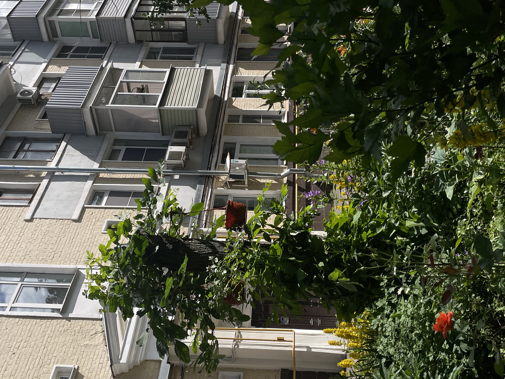 The image depicts a residential building in Moscow, Russia, with a lush garden in the foreground. The building appears to be several stories tall, with a facade of light yellow brick and grey concrete accents. There are multiple windows and balconies, some of which are enclosed with glass. Several air conditioning units are visible on the exterior walls.
The garden is vibrant and densely planted with a variety of flowers and greenery. Yellow flowers, possibly Lysimachia, are prominent, along with some purple flowers. A single red rose is visible in the lower left portion of the frame. A large tree with green leaves stands in the center of the garden, with two potted plants hanging from its branches. The overall impression is one of a well-maintained urban garden contrasting with the surrounding architecture. No people are visible in the image. The lighting suggests it is daytime, with strong sunlight casting shadows.