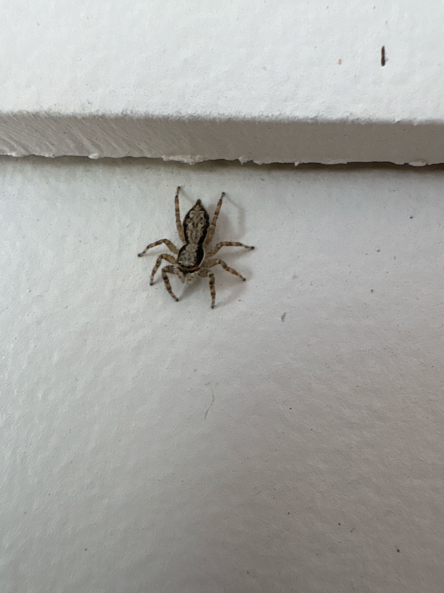 A small, brown and gray spider is centered on a white, textured surface. The spider is facing slightly to the left, with its eight legs spread out. Its body is segmented, with a distinct cephalothorax and abdomen. The surface appears to be a wall or a ceiling, with a horizontal ledge or beam running across the top of the image. The lighting is bright and even, casting no significant shadows. There are a few small dark specks on the white surface, one of which is located above and to the right of the spider and appears to be a tiny insect or debris. The image does not provide enough information to determine its location within the city of Palmetto, United States.