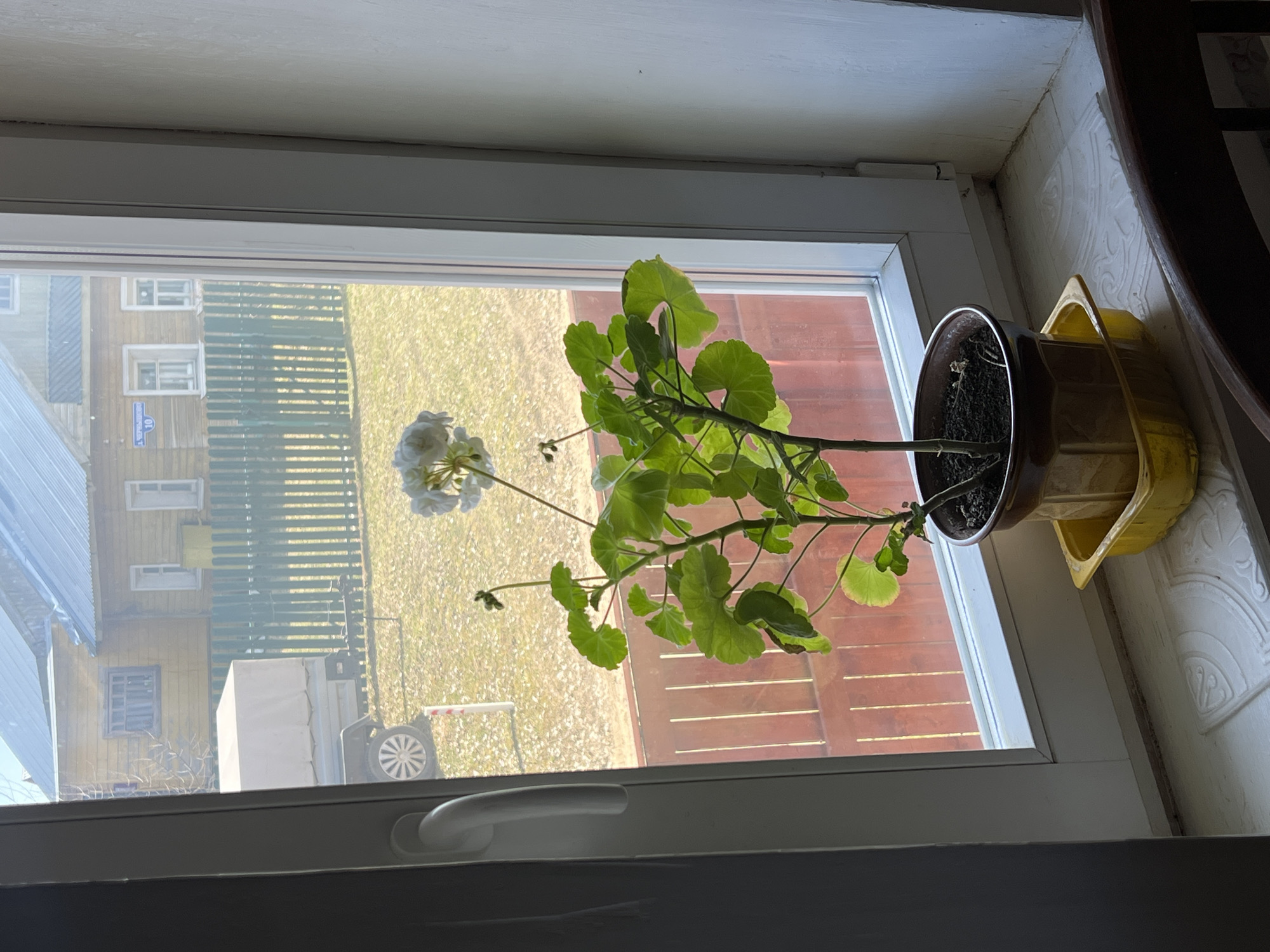 A geranium plant in a brown pot with a yellow saucer sits on a window sill. Outside the window, a two-story wooden building with a blue street sign reading "ул. Чернышова, 10" is visible, placing the scene in Чернышово, Russia. A green fence and a grassy lawn are also visible through the window. A white object with wheels is partially visible. A portion of a dark wooden chair is on the right. The window is closed.