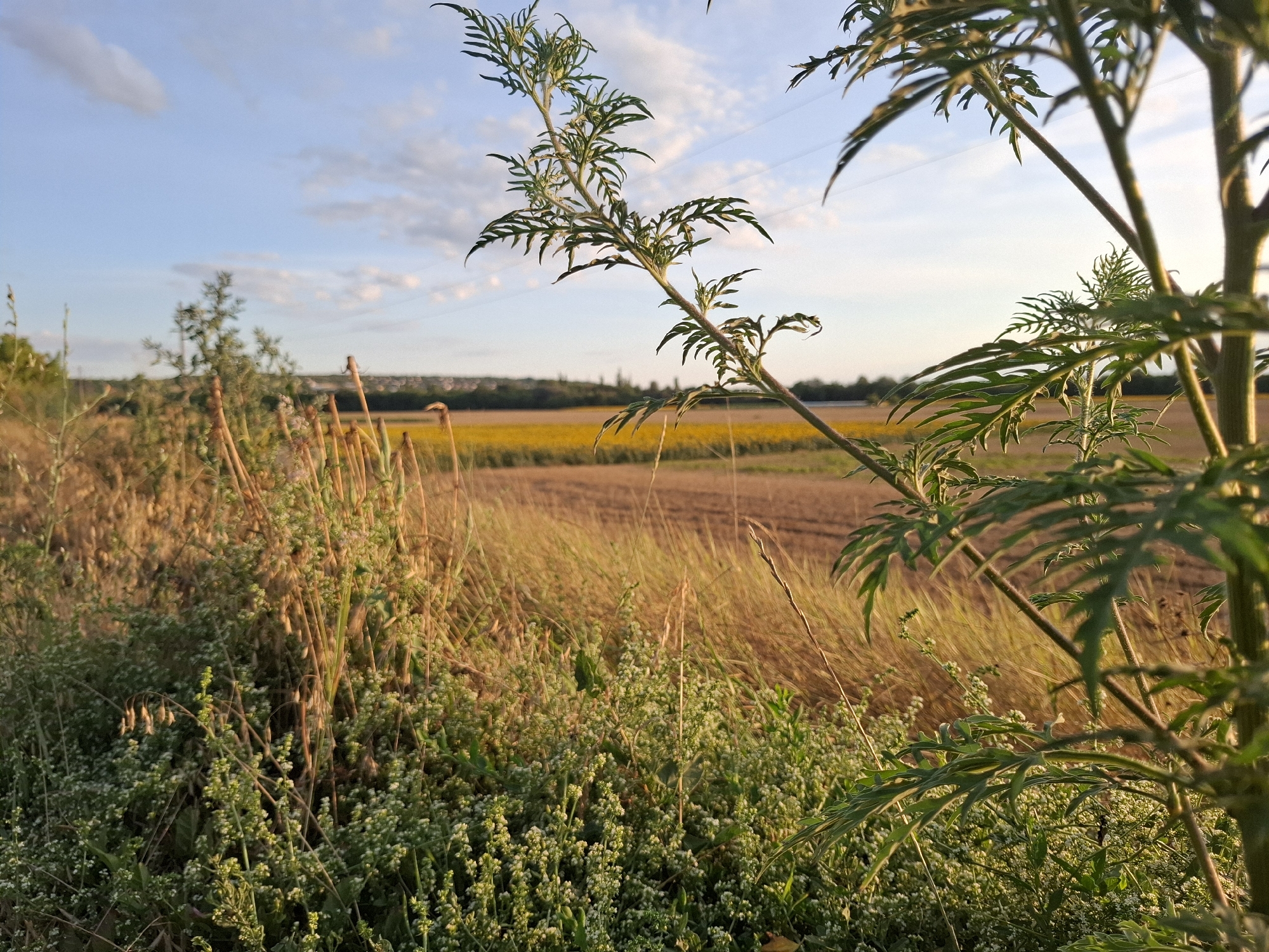The image depicts an outdoor scene with a focus on vegetation in the foreground and a cultivated field in the background. In the immediate foreground, a tall plant with deeply lobed green leaves is prominently featured on the right side, casting a shadow on other plants. To the left, a dense cluster of smaller green plants with tiny white flowers and some dried stalks of grass and other vegetation is visible. These plants appear to be growing along a ditch or a less-maintained edge of a field.
The midground showcases a harvested field, the soil appearing dry and textured. Beyond this, a line of trees separates the cultivated land from the horizon. In the distance, a low-lying settlement or town is visible, with buildings and possibly more trees. The sky above is a pale blue with scattered white clouds, some tinged with the warm light of what appears to be late afternoon or early evening. Power lines are subtly visible against the sky in the upper right portion of the image. The overall impression is of a rural or semi-rural landscape at the edge of a town. The location is identified as Dubăsarii Vechi, Moldova.
