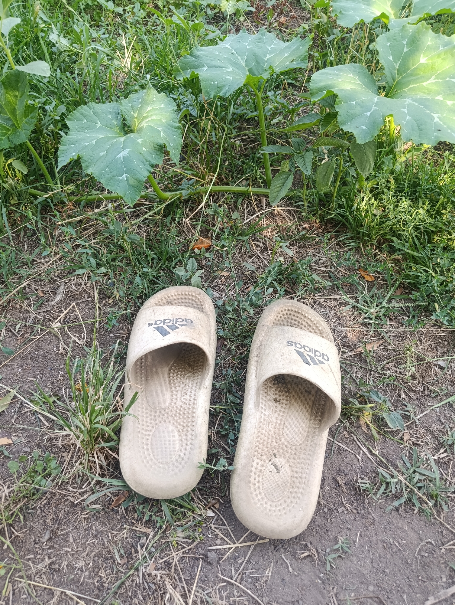 A pair of beige Adidas slides sits on a dirt and grass ground. The slides are positioned next to each other, facing forward. The left slide is slightly to the left of the right slide. Both slides have the Adidas logo on the top. The ground is covered in dry grass and small green plants. In the background, there are large green leaves of a plant. The image appears to be taken outdoors, in a natural setting. The lighting suggests it is daytime. The location is Mailuu-Suu City, Kyrgyzstan.