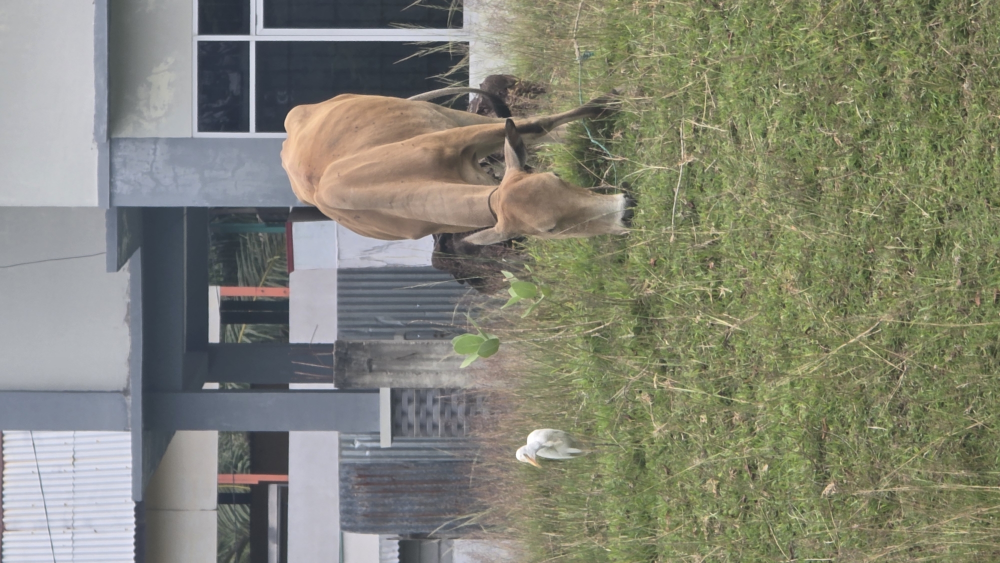 A photograph taken outdoors in Lhokseumawe, Indonesia, displays a light brown cow standing in tall grass near a building. The cow has a dark rope collar. A small, white bird stands in the grass near the cow. The building is composed of grey concrete and corrugated metal with a multi-paned window.