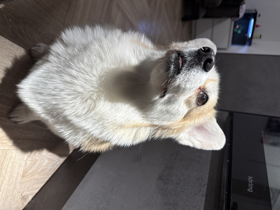 A fluffy, white and tan corgi lies on its back on a light wood floor, paws extended. Sunlight highlights its fur. The corgi's black nose and mouth are upturned, revealing its teeth. One brown eye is visible. The corgi lies partially on a dark grey surface with a "Körting" logo. In the background is a dark chair and a box with a colorful display.