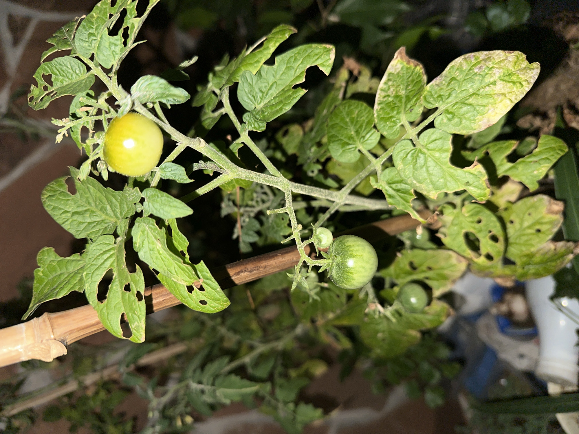 An outdoor, close-up, eye-level shot shows a tomato plant with several developing tomatoes and damaged leaves, supported by a bamboo stake. The plant is green with evidence of leaf damage, including holes and yellowing on some leaves. One yellow-green tomato is visible near the top, and two green tomatoes are lower on the plant. The background is dark and out of focus, with a hint of a brick wall. There are no people or animals present. The scene appears to be in a garden setting in Sochi, Russia.
