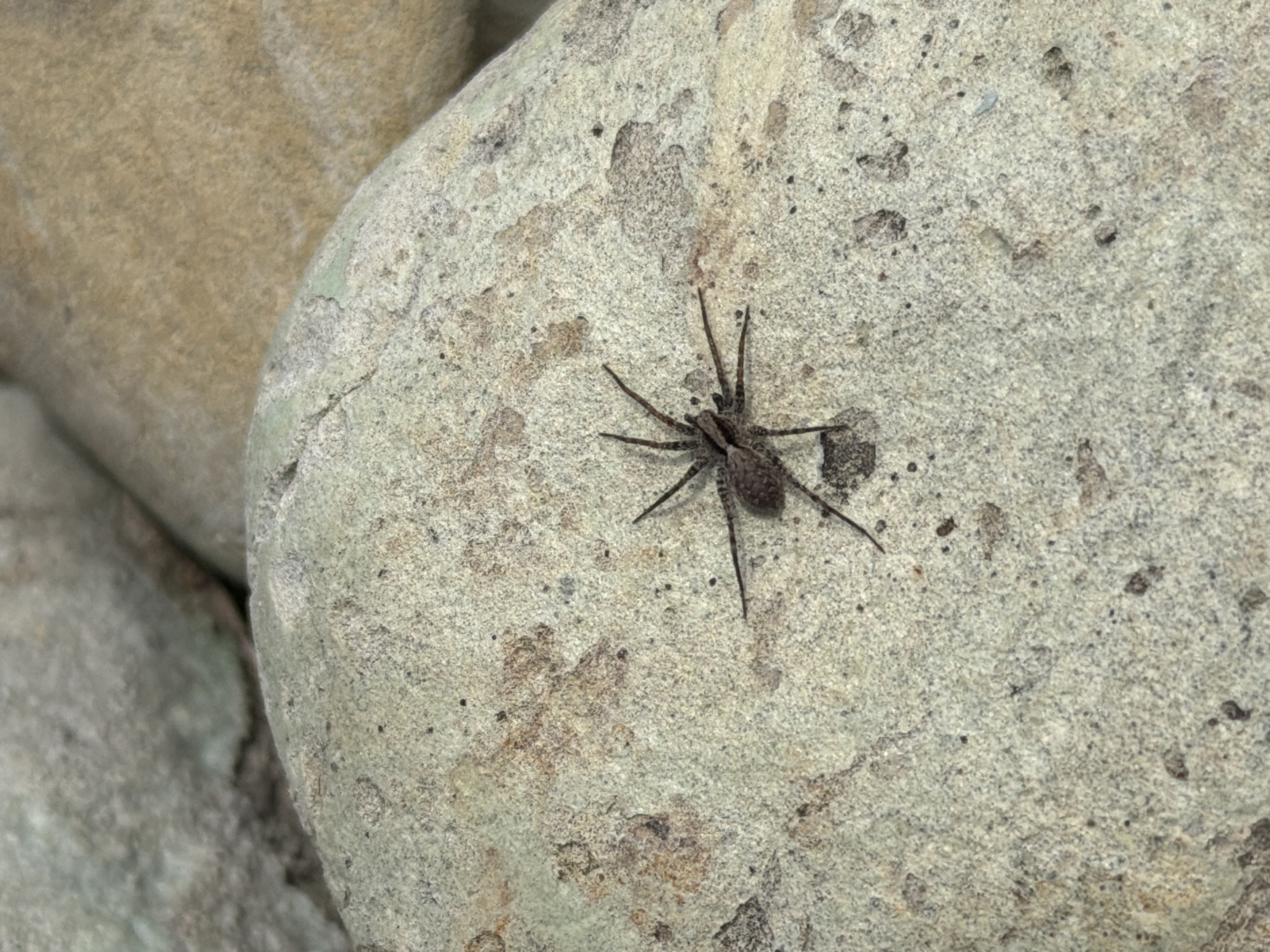 A tan and brown spider with long legs sits on a light-colored, speckled stone. A second stone, also light-colored, is visible to the left of the primary stone. The background is blurred. I do not see any evidence to establish that this photo was taken in Kamyshin, Russia.