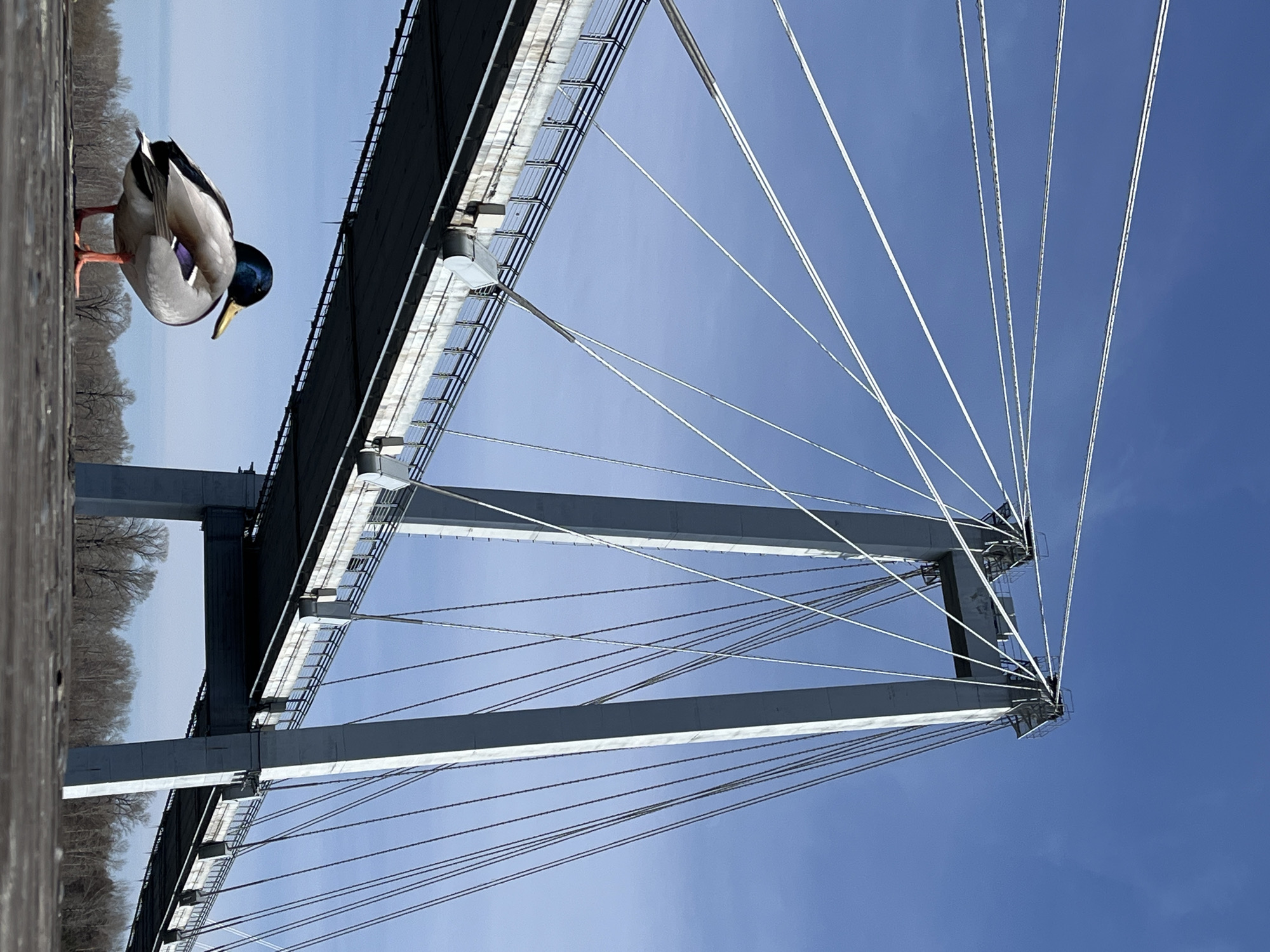 The vertically oriented image features a male mallard duck set against the architectural backdrop of a large cable-stayed bridge under a clear blue sky. On the left, a vibrant mallard duck stands on what appears to be a wooden surface, possibly a railing or deck. The duck is seen in profile, preening or resting, with its head turned towards its back. Its distinctive iridescent green head, bright yellow bill, white neck ring, and chestnut-colored breast are clearly visible, contrasting with its grey and white body feathers and bright orange webbed feet.
The right and central portions of the image are dominated by the intricate structure of a modern cable-stayed bridge. Large, light grey pylons rise towards the top right, from which numerous taut, white support cables radiate outwards, creating a dynamic, fanning pattern against the sky. These cables connect to the dark grey bridge deck, which is visible in sections with its railings and underlying support elements. The perspective is from below, emphasizing the scale and engineering of the bridge.
In the far background, beneath parts of the bridge structure, a line of bare deciduous trees suggests a cooler season, such as late autumn or winter. The sky is a vivid, cloudless blue, indicating clear weather and bright daylight. No text is visible in the image. The scene is located in Krasnoyarsk, Russia.