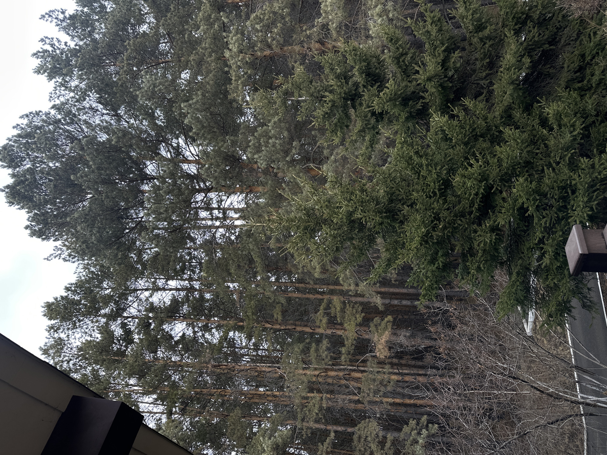The image shows a view from an elevated position, looking out towards a dense forest in Shelekhov, Russia. The tops of numerous pine trees fill the majority of the frame, with varying shades of green indicating different species. Tree trunks are visible, densely packed and receding into the distance. A section of bare, leafless branches is visible lower right and also at the very bottom. A grey paved surface or road runs between the forest and the observer. A brown post is visible and a section of a building/roofline. The sky appears overcast or white.