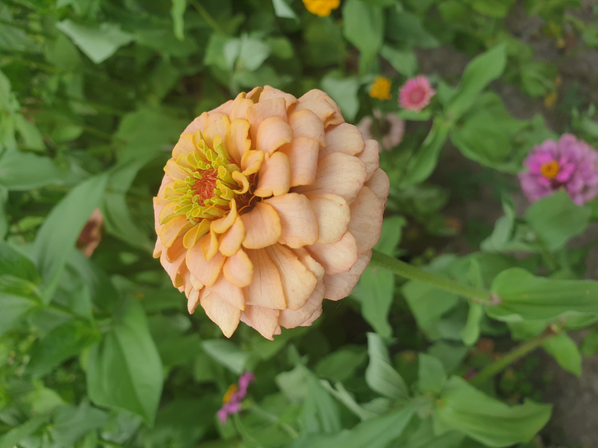 A close-up, high-angle shot captures a peach-colored zinnia flower in full bloom, its petals layered and tightly packed around a vibrant, red-and-green center. The flower stands tall on a green stem, surrounded by lush green foliage and other out-of-focus flowers in shades of pink and yellow. The background is a soft blur of greens and earthy tones, suggesting an outdoor garden setting. The overall impression is one of natural beauty and vibrant life. The image does not contain any information to determine its location within the city of Lozovyi Yar, Ukraine.