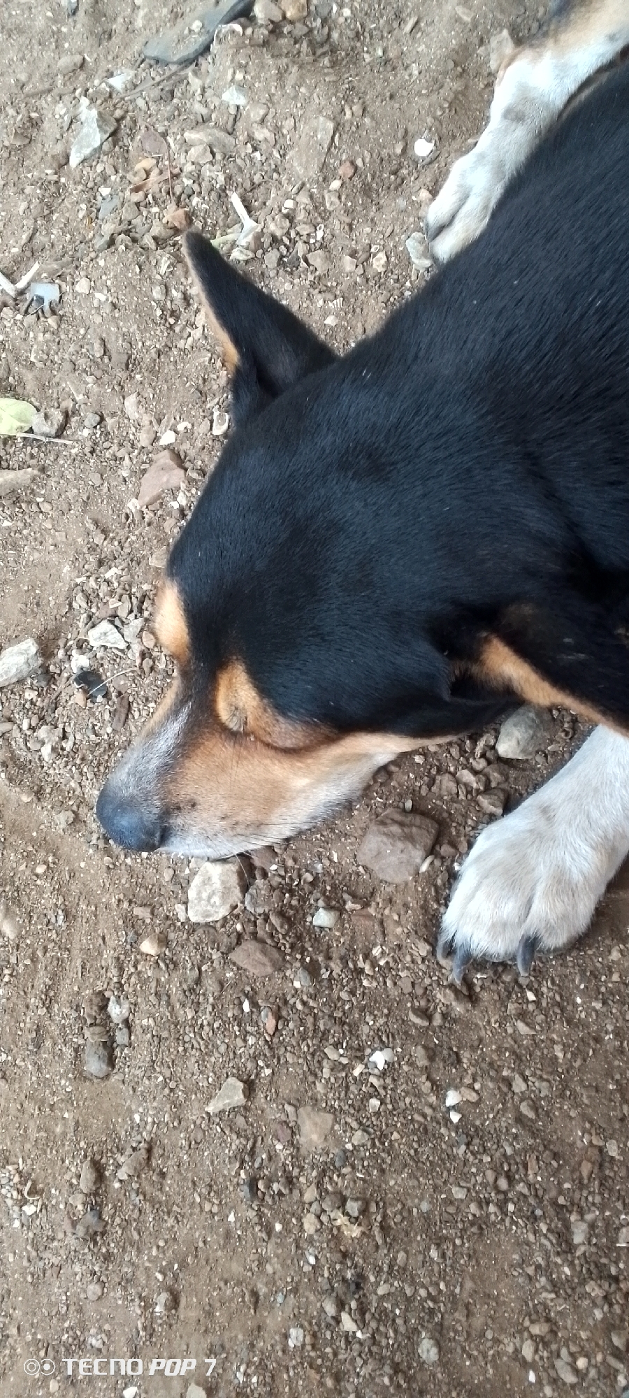 The image shows a close-up view of a dog lying on the ground. The dog has black fur on its back and head, with tan markings around its eyes and muzzle. Its paws are white with black nails. The ground is dirt and small rocks. The photo was taken in the city of Altagracia, Venezuela.