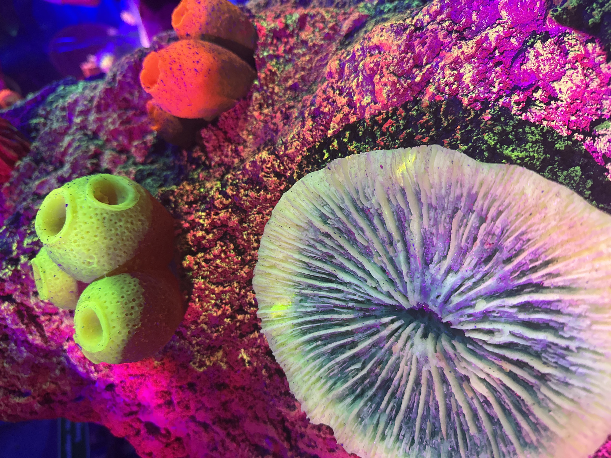 The image is a close-up, brightly lit photograph of a coral reef ecosystem, likely in an aquarium. The lighting appears to be ultraviolet, causing the corals and other marine life to fluoresce in vibrant neon colors. In the foreground, a large, fan-shaped coral with intricate, ribbed patterns is visible, displaying shades of white, pale green, and purple. Behind it, several smaller, cup-shaped organisms, possibly sponges, are clustered on a textured rock surface. Some of these organisms are a bright yellow-green, with visible pores and openings, while others are a vivid orange-red. The background is a riot of intense pink, purple, and blue hues, characteristic of fluorescent coral reef photography. The detailed textures of the corals and the rocky substrate are clearly rendered, highlighting the organic forms and the surreal, artificial illumination.
This image does not depict a scene in the city of The Hague, Netherlands. It is a close-up of a marine life exhibit, likely within an aquarium or a specialized research facility that utilizes ultraviolet lighting to showcase the fluorescence of coral reefs. The environment is underwater, with an emphasis on the vibrant, almost alien colors produced by the specific lighting conditions. There are no people or actions depicted in the image, only static biological specimens and their environment.