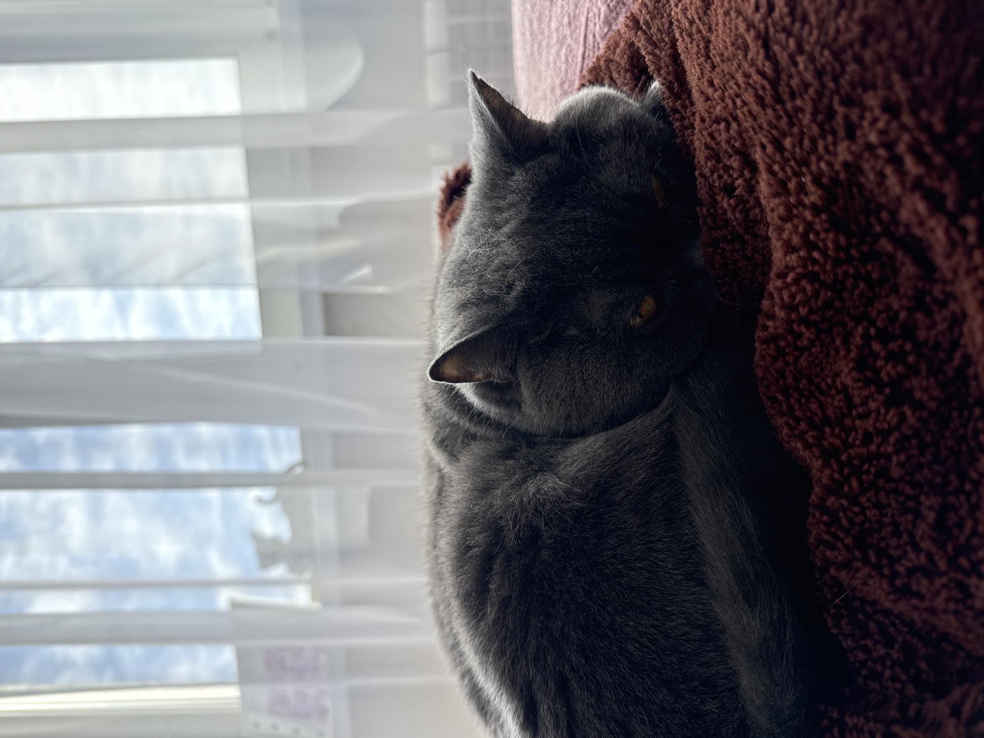 A grey cat is depicted sleeping or resting comfortably indoors, snuggled into a dark reddish-brown, textured blanket or piece of furniture, possibly a cat tree. The cat's face is partially obscured by shadow, but its warm amber eyes are visible, peeking out from its fur. Its pointed ears are upright. The cat's dense, short grey fur is visible in detail.
To the left of the cat, a window with white horizontal slatted blinds is visible. Bright daylight streams through the blinds, casting soft shadows and highlighting parts of the cat's fur. Through the slats of the blinds, a cloudy sky is discernible, suggesting a daytime scene. The view outside is slightly out of focus, emphasizing the cat.
The setting appears peaceful and cozy. There are no people visible, nor any discernable text in the image. The image captures a quiet moment of a pet at rest. The location context is Chaikovsky, Russia.