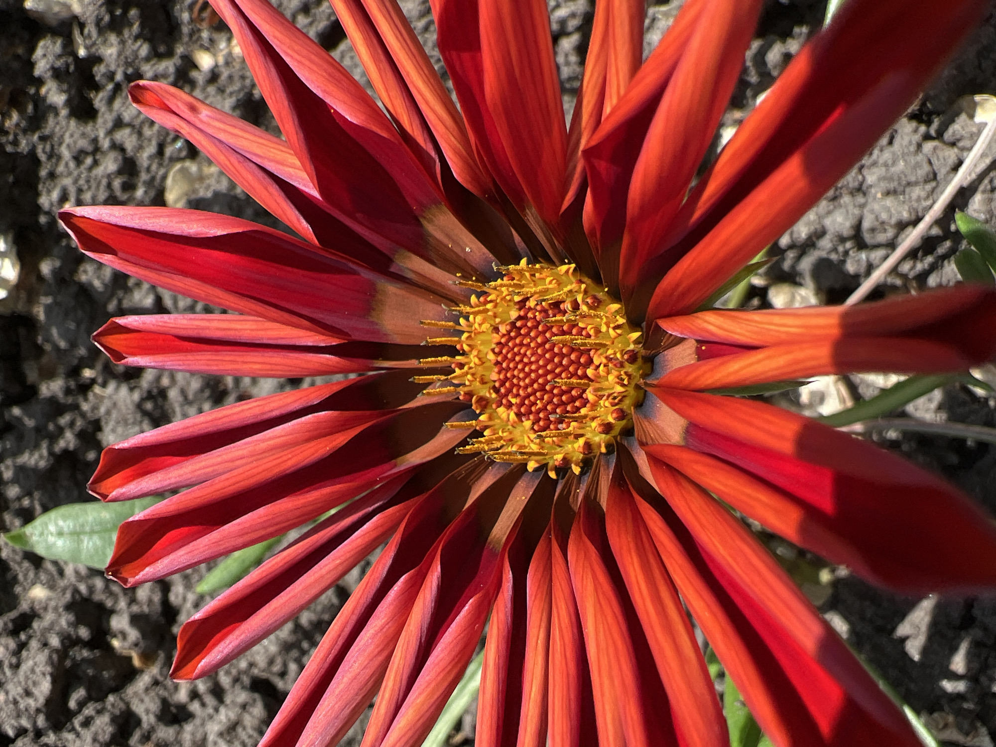 A close-up, high-angle shot captures a vibrant, red and yellow flower. The flower is positioned slightly off-center, with its petals radiating outwards. The petals are long, pointed, and have a ribbed texture, displaying varying shades of red. The flower's center is densely packed with small, round, yellow structures. The background consists of dark soil with small stones.
There is no evidence to support this image being taken in Krasnodar, Russia.