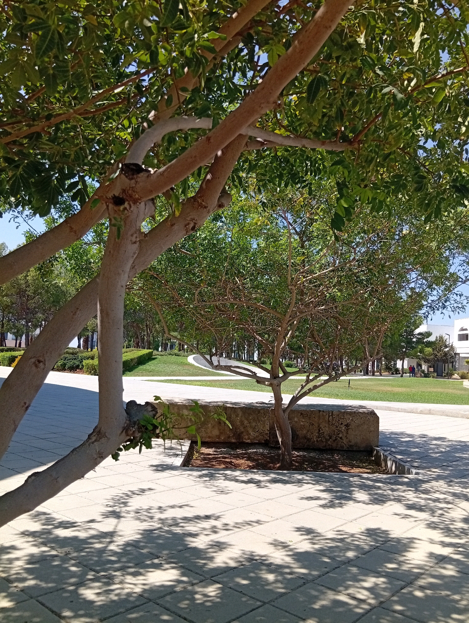 The image depicts a sun-drenched outdoor area with trees and paved walkways, likely within the city of Mia Milia, Northern Cyprus. In the foreground, a large tree with pale, thick branches dominates the left side of the frame. Its trunk is split, with one major branch extending diagonally upwards and to the left, and another smaller branch extending downwards. The tree casts dappled shadows on the light-colored, square-tiled pavement in the foreground.
Further back, a smaller, more delicate tree with a network of thin branches stands to the right of the larger tree. This tree is situated behind a large, rectangular, rough-hewn stone block that serves as a planter or decorative element. The area around the stone block is filled with dark soil and some brown mulch.
Beyond the trees, a manicured green lawn stretches out, bordered by low, neatly trimmed hedges. In the mid-ground, a curved pathway made of the same light-colored paving stones runs along the edge of the lawn. In the distance, several modern white buildings with dark windows are visible, suggesting a public or institutional setting. The sky is a clear, bright blue, indicating a sunny day. Two figures, appearing as a couple, are walking on the lawn in the far distance, adding a human element to the scene. The overall impression is one of a serene and well-maintained public space.