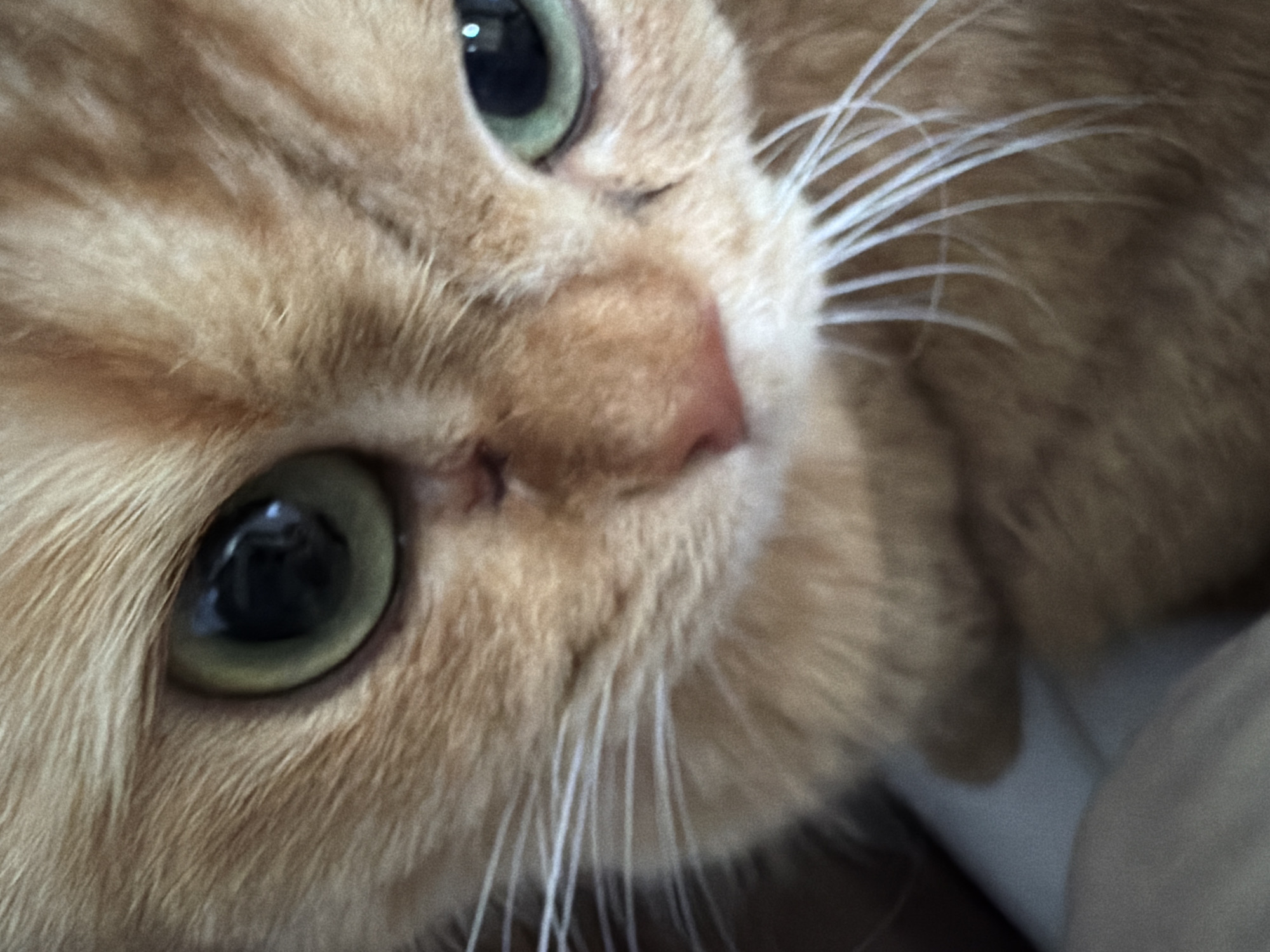 A close-up, head-on shot captures the face of an orange tabby cat. The cat's left eye is prominently visible, a large, round orb with a dark pupil surrounded by a pale green iris. A small, vertical scar is present just above and to the left of its nose. Whiskers, thin and white, fan out from the muzzle area. The right eye is partially visible, also appearing green with a dark pupil. The cat's fur is a warm, peachy-orange color with subtle darker tabby markings visible. The background is a soft blur of orange and muted tones. The image is not indicative of any specific location in Đà Nẵng, Vietnam, or any urban environment.