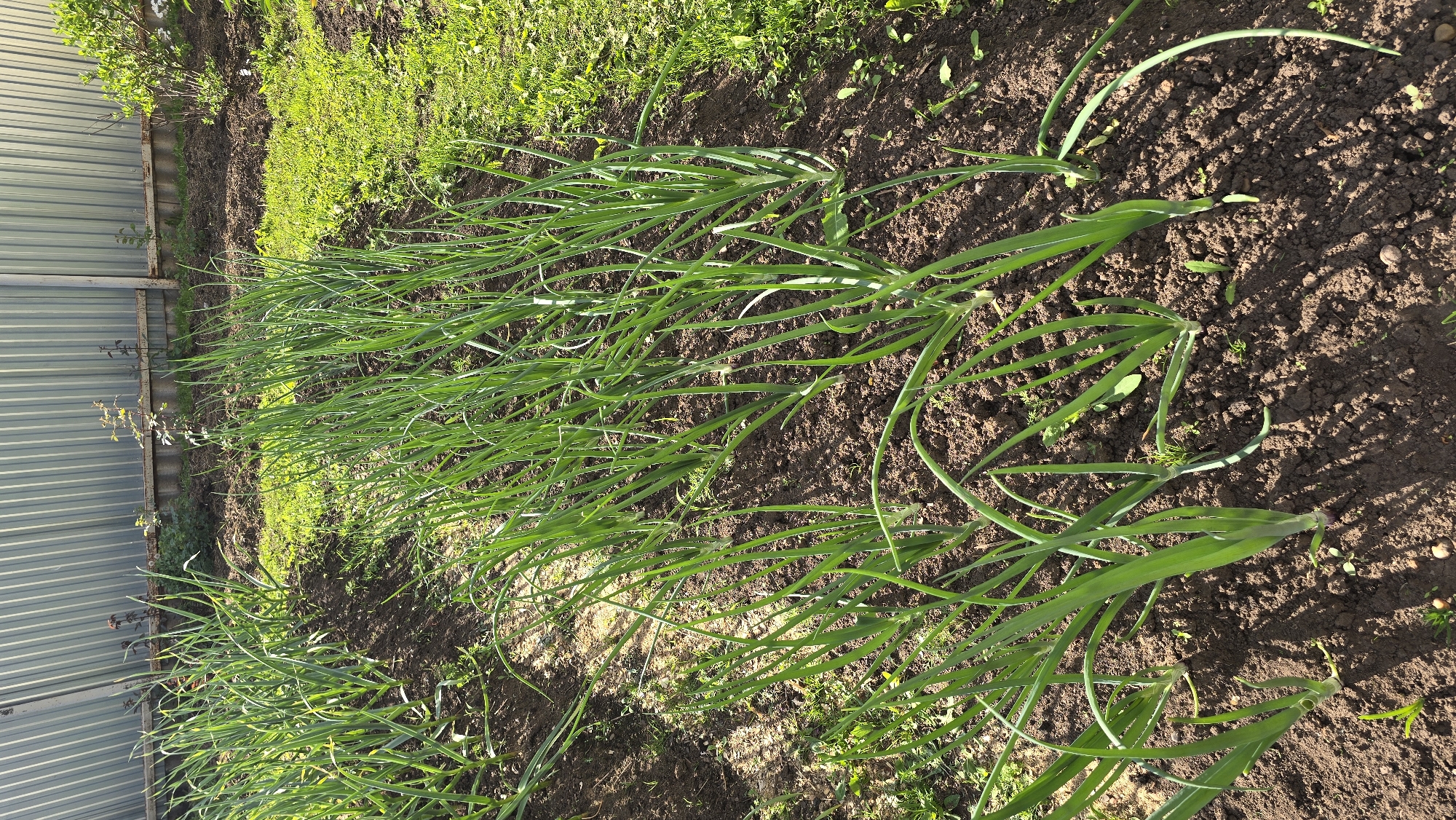 The image displays an outdoor garden plot in Забегалово, Russia. The foreground and midground contain at least three distinct rows of uniformly planted, vibrant green plants, identified as green onions or spring onions, rooted in dark brown, tilled soil. Sunlight from the upper right casts sharp, elongated shadows of the plants onto the ground. To the right, an uncultivated area of green grass and weeds extends towards the background. A tall, corrugated metal fence, light grey-green with vertical ridges, spans the entire background, separating the garden. Sparse, smaller green vegetation is visible immediately in front of the fence line. No individuals or animals are present.