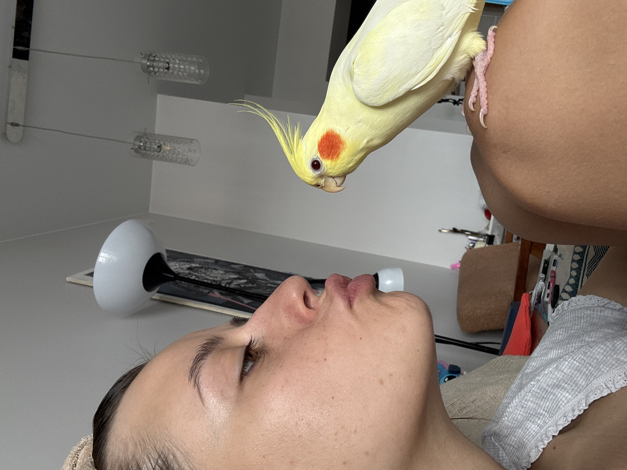 A close-up, side-profile shot captures a young woman with her lips pursed, leaning towards a light yellow cockatiel perched on her shoulder. The woman's hair is pulled back, and she is wearing a light grey, patterned top. The cockatiel, facing the woman, has a prominent crest, bright orange cheek patches, and red eyes. Its pink feet grip the woman's skin. The background is softly blurred, revealing a domestic interior with a floor lamp and hanging pendant lights, suggesting a living space in Krasnoyarsk, Russia.