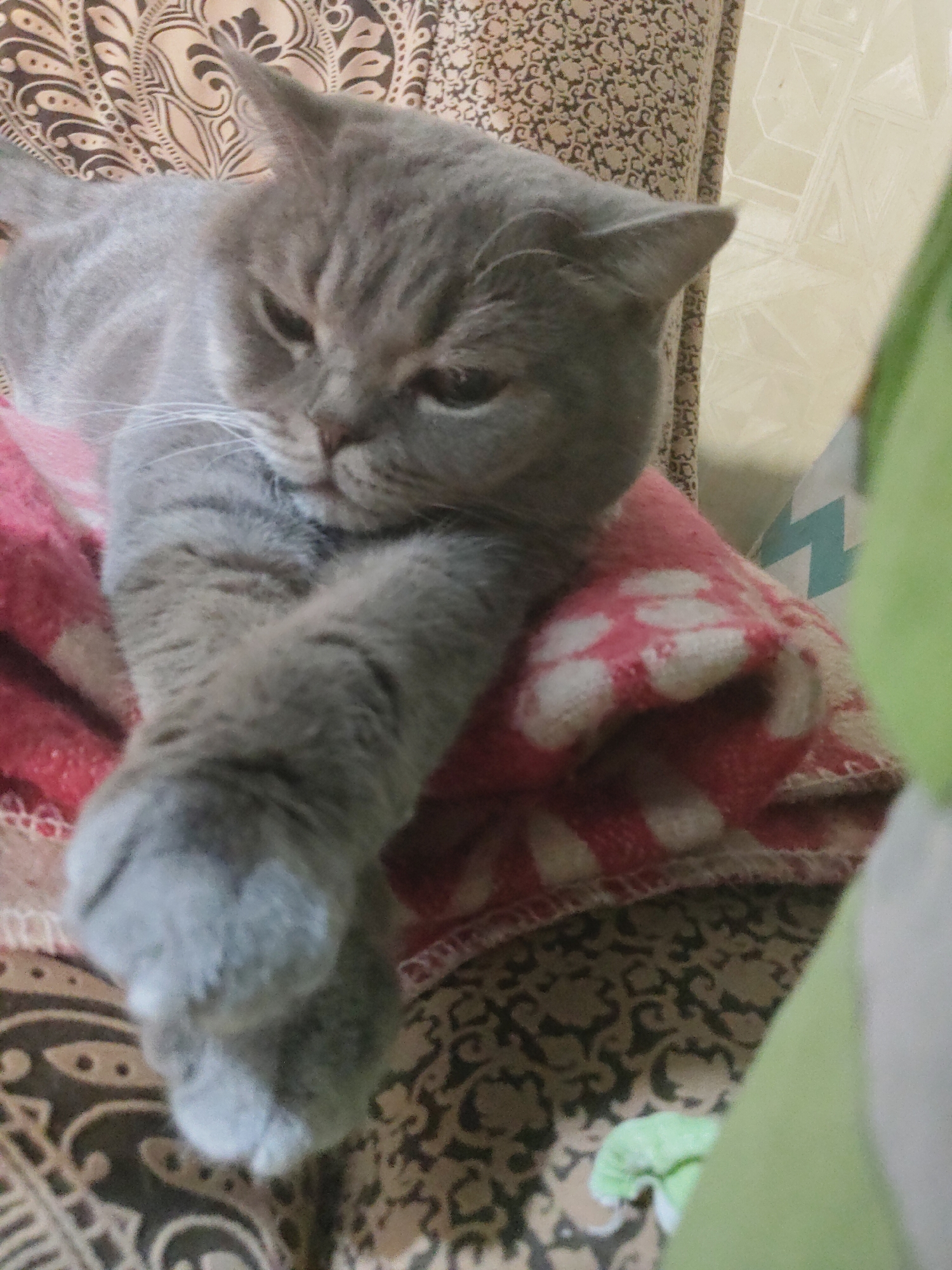A gray cat, possibly a British Shorthair, is prominently featured in a close-up indoor shot, resting comfortably on soft furnishings. The cat has smooth, light gray fur with subtle tabby markings visible on its front legs. Its head is turned slightly to the right, with its eyes partially closed, conveying a sleepy, relaxed, or somewhat disgruntled expression. White whiskers extend from its muzzle. One of its front paws is extended towards the viewer, resting on the blanket.
The cat is lying on a red and white polka-dotted blanket or throw, which covers a significant portion of its body. Below the blanket and behind the cat, a patterned brown and beige fabric, likely upholstery of a sofa or chair, is visible. To the right of the cat, a blurred green and white object with a geometric pattern, possibly a pillow or another blanket, adds to the cozy setting. In the upper right background, a lighter-toned wall or curtain with a faint geometric pattern is visible. The lighting is soft and consistent with an indoor environment. The scene depicts a quiet moment of a pet at rest in a domestic setting. No text is visible in the image.