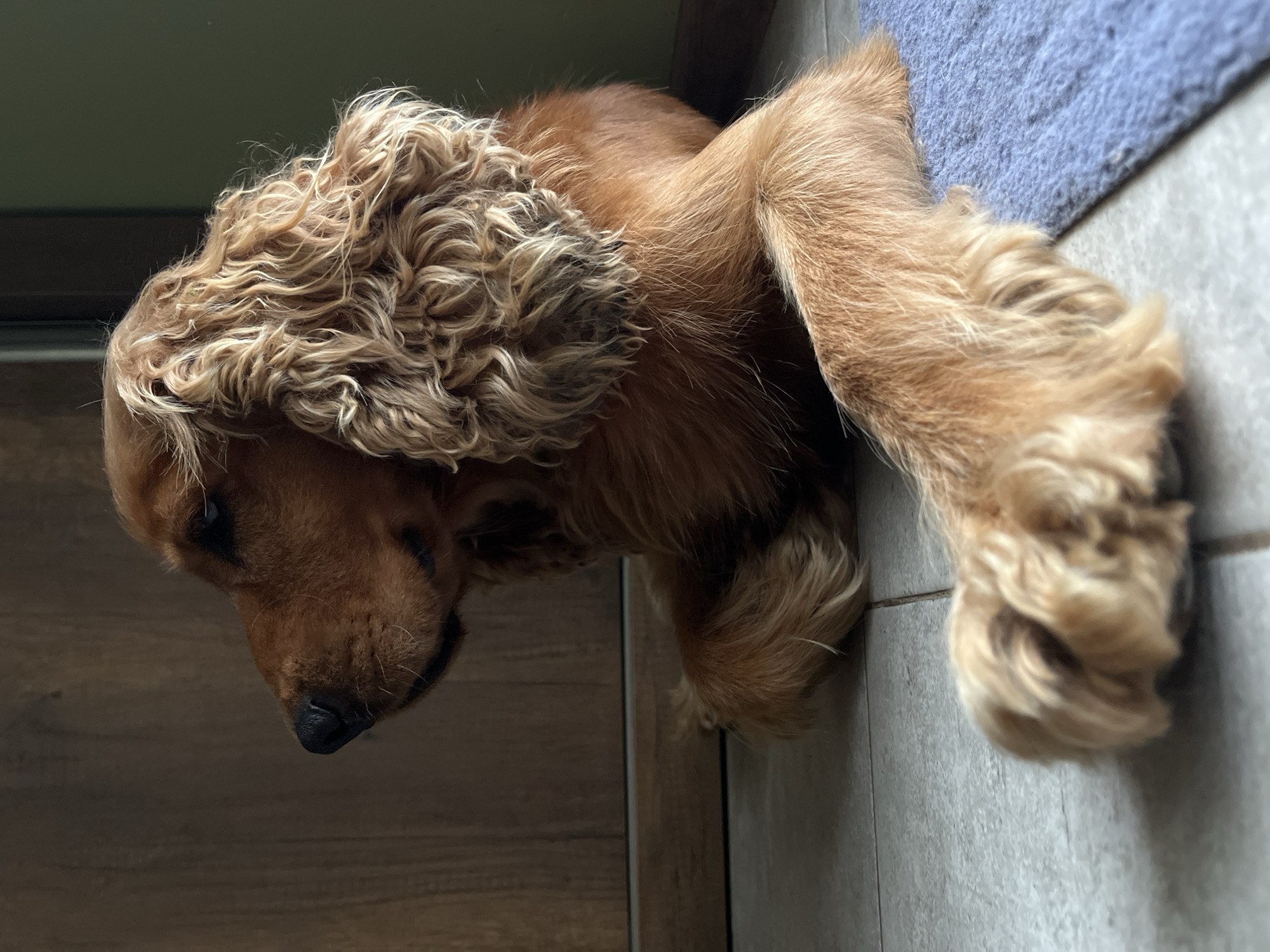 A medium-sized, golden-brown Cocker Spaniel lies on a blue mat on a tiled floor, facing left in profile. The dog's head is lowered, and its eyes are closed or partially obscured. Its ears are long and feathered, with curly fur. One of its front paws is extended forward, resting on the mat. Behind the dog, a wooden door or cabinet is visible, and to the right, a green wall. The lighting suggests an indoor setting. The location is Ureki, Georgia.