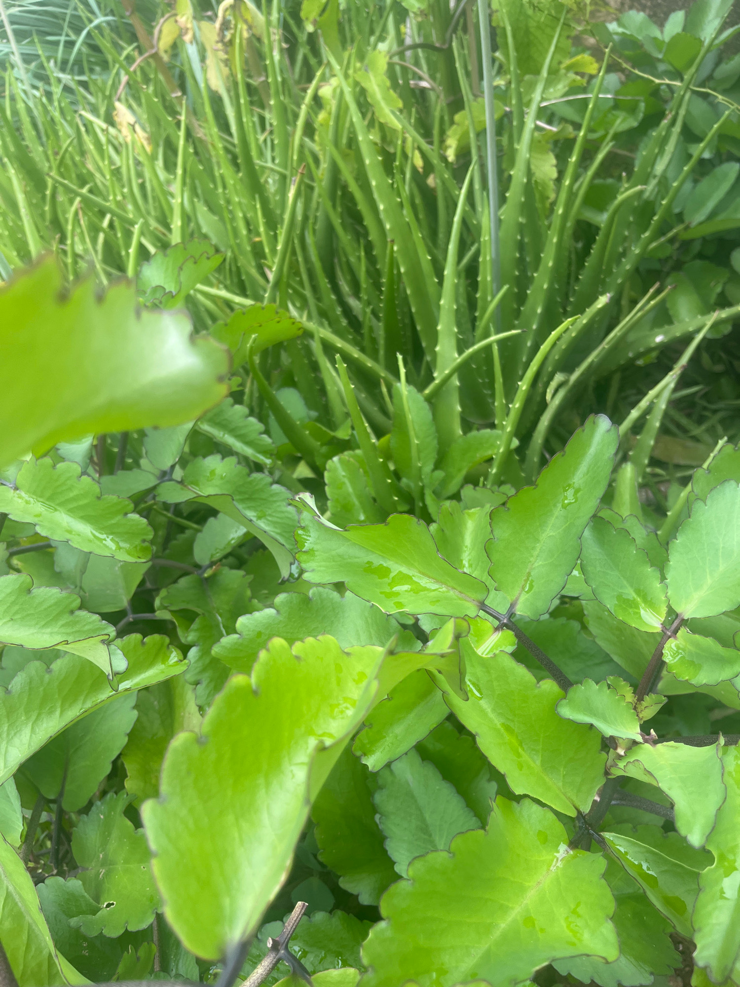 The image captures a close-up view of lush green foliage, predominantly featuring two types of plants. In the foreground, broad, fleshy leaves with distinct scalloped edges are visible. These leaves are a vibrant green and appear slightly moist, suggesting recent watering or dew. Dark veins run through the leaves, and some exhibit a purplish-brown margin. The stems supporting these leaves are dark and appear somewhat woody.
Behind the foreground plants, a dense cluster of spiky, succulent leaves is visible. These appear to be Aloe vera, characterized by their long, pointed, green leaves covered in small, white, tooth-like projections along the edges. The Aloe vera plants are taller and form a backdrop to the lower-growing plants.
The environment appears to be outdoors, with natural lighting. The depth of field is shallow, with the foreground plants in sharp focus and the background slightly blurred, creating a natural bokeh effect. The overall impression is one of healthy, thriving plant life.
While the image depicts plants, there is no specific indication of its exact location within the city of Ilorin, Nigeria, beyond being an outdoor setting with a garden or natural vegetation. There are no people, actions, or interactions depicted.