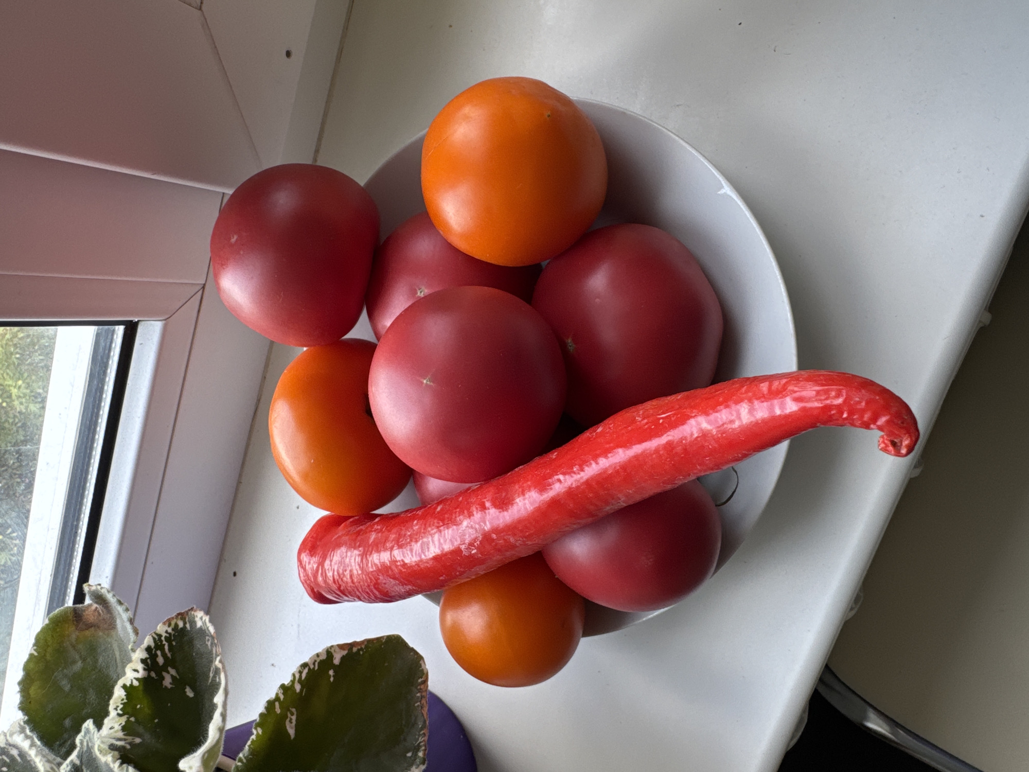 A plate of red and orange tomatoes, along with a single red chili pepper, is placed on a white windowsill. Behind the plate, a portion of a potted plant with green and white variegated leaves is visible, with its leaves partially obscuring a window. The scene is lit by natural light, casting shadows on the windowsill. The overall setting is domestic, likely an indoor environment. The image does not provide any specific information about the city of Zaporizhzhia, Ukraine, or any actions or interactions occurring within the scene.