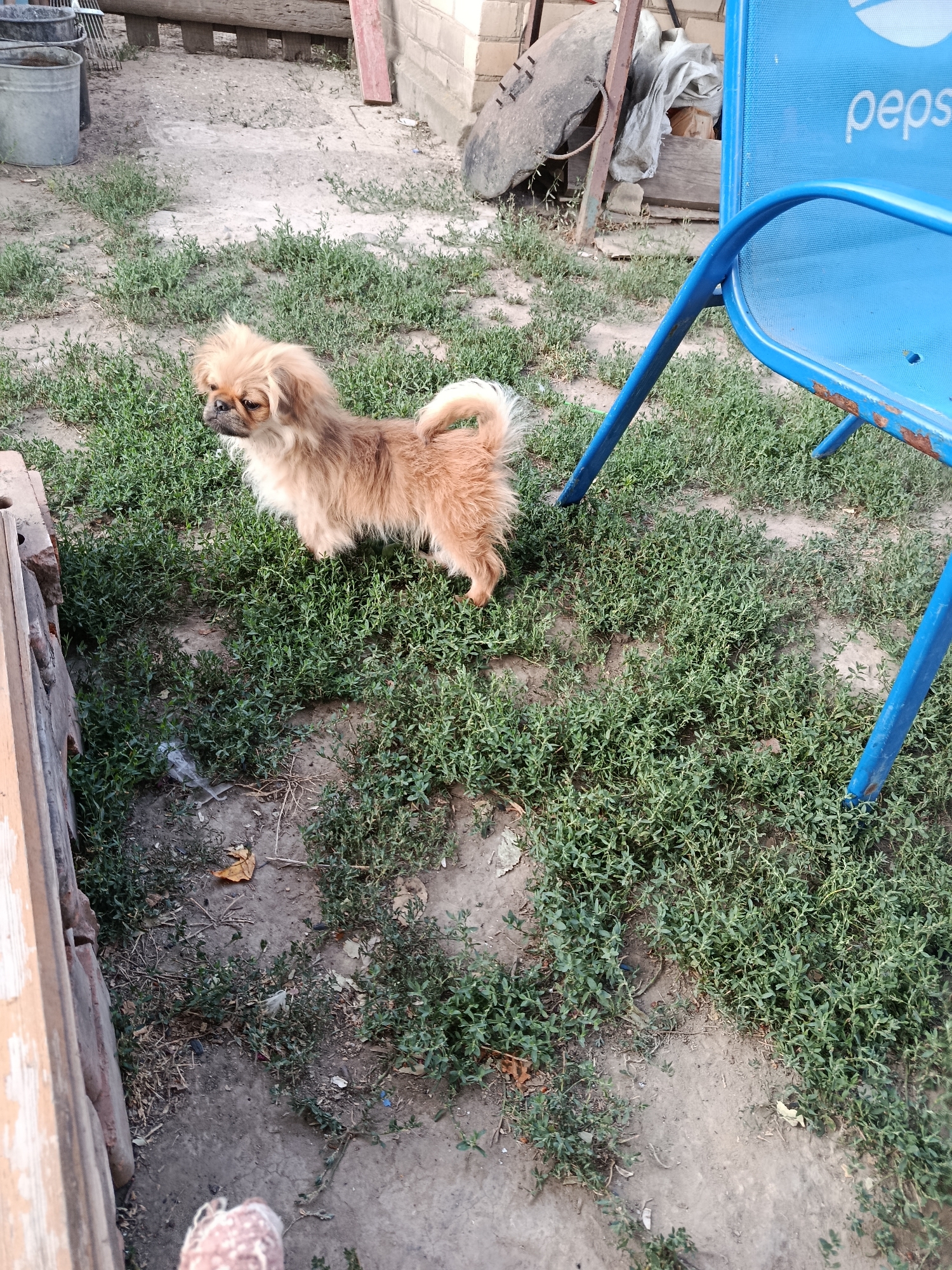 A small, light brown dog with fluffy fur and a curled tail stands in a patch of green weeds. The dog is looking to its left with its ears perked. The ground is a mix of dirt and weeds, with some scattered dry leaves. To the right of the dog is a bright blue metal chair with the "pepsi" logo visible on the back. In the background, there are some wooden structures, a brick wall, and a large gray rock. The scene appears to be outdoors, possibly a backyard or outdoor area, under natural lighting that suggests it is daytime. The setting seems to be in a rural or semi-rural location given the rustic elements. There is no discernible activity beyond the dog standing in the weeds.