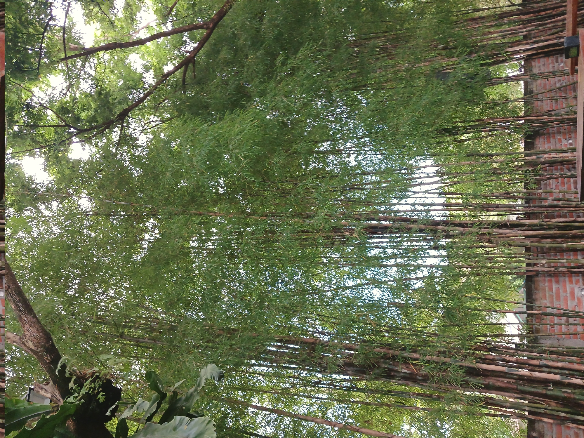 The image shows a dense grove of bamboo trees in Bireuen, Indonesia, with a brick wall visible in the background. The bamboo stalks are tall and slender, with lush green leaves forming a canopy overhead. Sunlight filters through the leaves, creating dappled patterns on the ground. A wooden bench or table is partially visible in the foreground, suggesting an outdoor seating area. The scene is serene and natural, with the bamboo providing a sense of enclosure and tranquility. The brick wall adds a touch of rustic charm, hinting at human presence and possibly a garden or yard. The overall impression is one of natural beauty and peaceful seclusion.