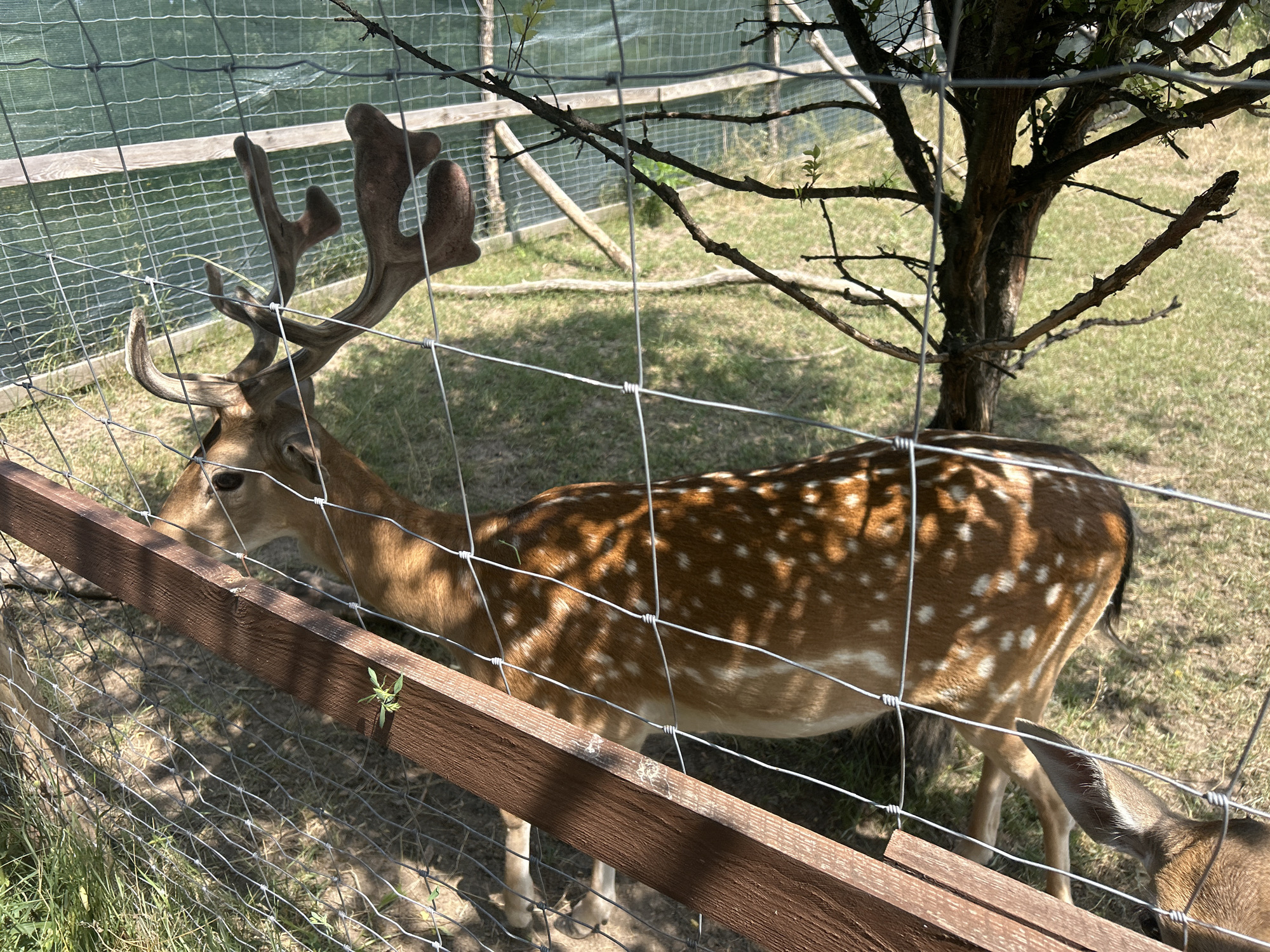 This is a medium shot, taken from a slightly elevated angle, of a spotted deer behind a wire fence. The deer is facing left and appears to be grazing or looking down. Its coat is brown with white spots. The deer has large, branched antlers. A second, younger deer is partially visible to the right. The background consists of grass, a wooden fence, and a net enclosure. The lighting suggests it is daytime. The location is noted as Slobozia-Dușca, Moldova.