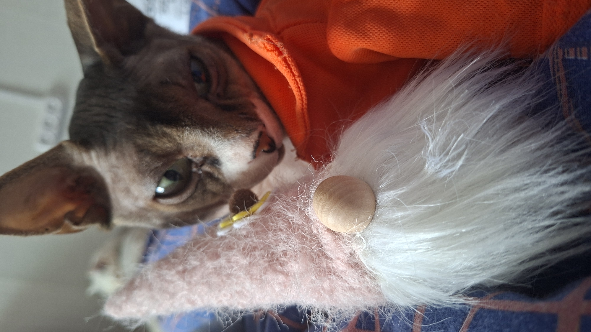 The image features a close-up, angled shot of a Sphynx cat resting alongside a decorative gnome. The cat, with its distinctive hairless appearance, has a light brown or greyish complexion, large pointed ears, and striking green eyes that look directly towards the viewer. It is wearing a bright orange hooded top. Its head is tilted, and its expression appears calm and curious.
To the right of the cat, and slightly below it, is a gnome-like decoration. This gnome has a prominent white, fluffy beard, a small round wooden nose, and a soft, pink, knitted or fuzzy hat. A small yellow and brown decorative element, possibly a tiny bee or flower on a spring, is visible near the cat's chin and the gnome's hat, suggesting an interaction or close placement between the two subjects.
Both the cat and the gnome are positioned on a surface covered with a blue fabric that has a subtle, light-colored pattern. The lighting is soft and even, suggesting an indoor setting. There is no visible text in the image. The image is provided with the location context of Забалоцкі сельскі Савет, Belarus.