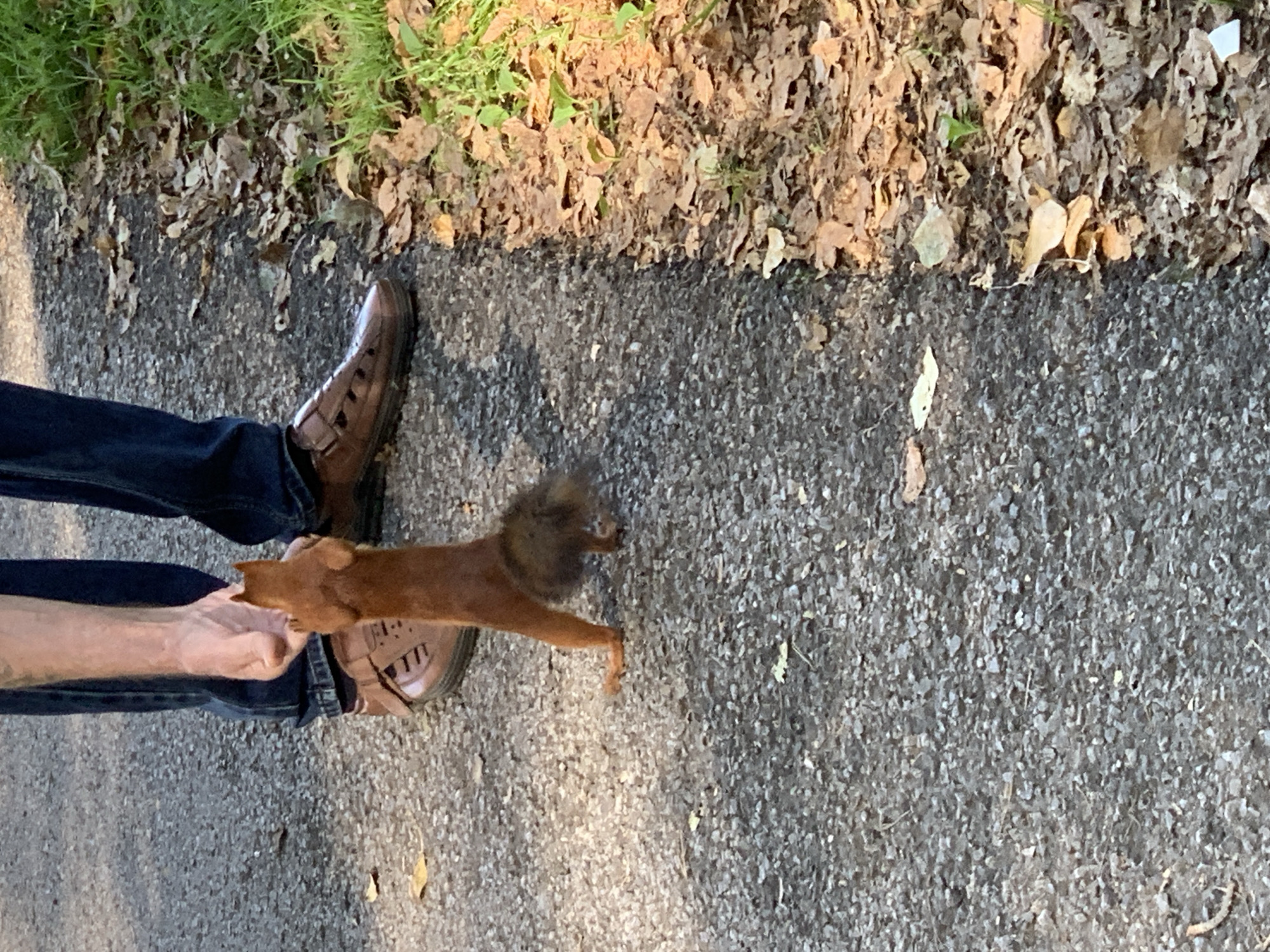 A person's hand is extended to a red squirrel standing on its hind legs on an asphalt path. The person is wearing dark denim jeans and brown leather shoes. The path is bordered by a grassy area with fallen leaves. The image does not contain information that allows for the determination of its location in Prokopyevsk, Russia.