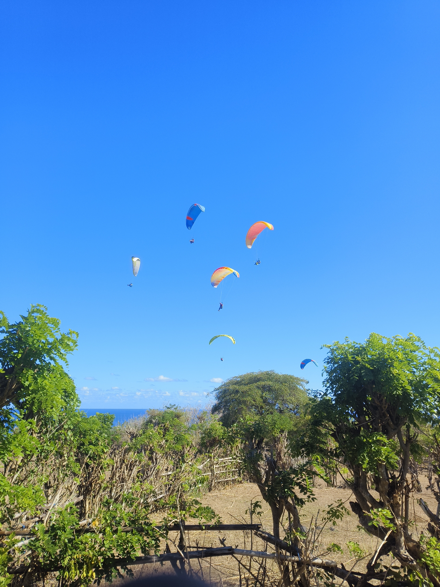 The image captures a clear blue sky over a landscape in Kuta Selatan, Indonesia, with paragliders in the air. In the foreground, lush green trees and dry brush with a rustic wooden fence are visible, hinting at a rural or coastal setting. The ocean and a distant shoreline with a few clouds are present on the horizon. Several paragliders, each with a pilot, are dispersed across the sky. One paraglider, with red and blue wings, is in the upper left quadrant. Further to the right, a yellow and red paraglider is seen. In the center, a white and yellow paraglider is flying, and another yellow paraglider is to its right. Near the bottom right, a blue and white paraglider is visible. The scene suggests a recreational activity taking place on a sunny day.